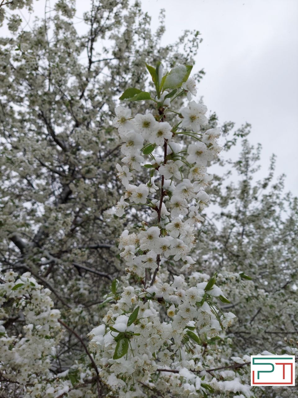 Жители Татарстана делятся фото апрельского снегопада