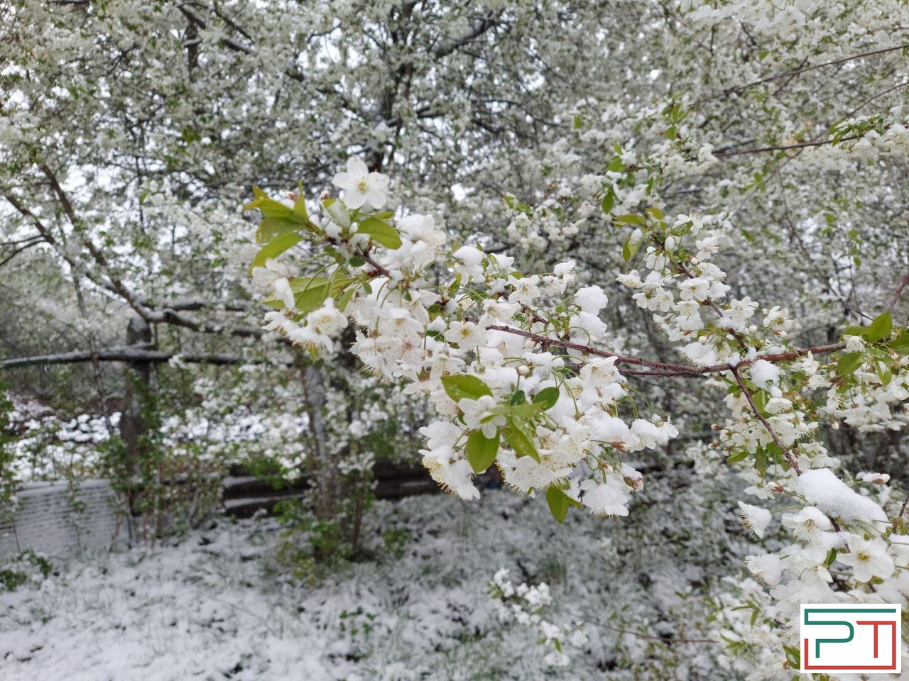 Жители Татарстана делятся фото апрельского снегопада