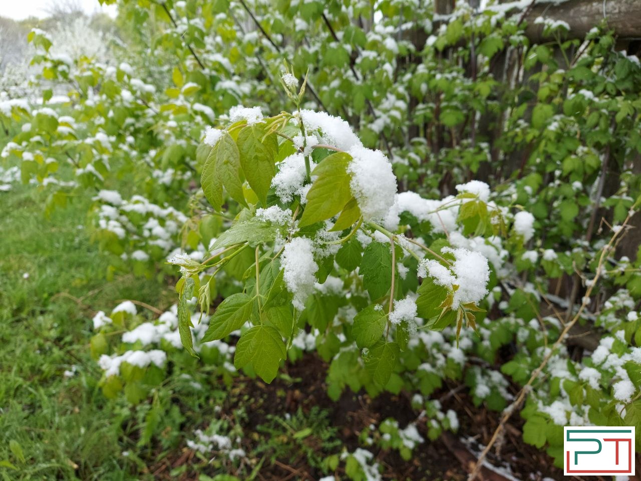 Жители Татарстана делятся фото апрельского снегопада