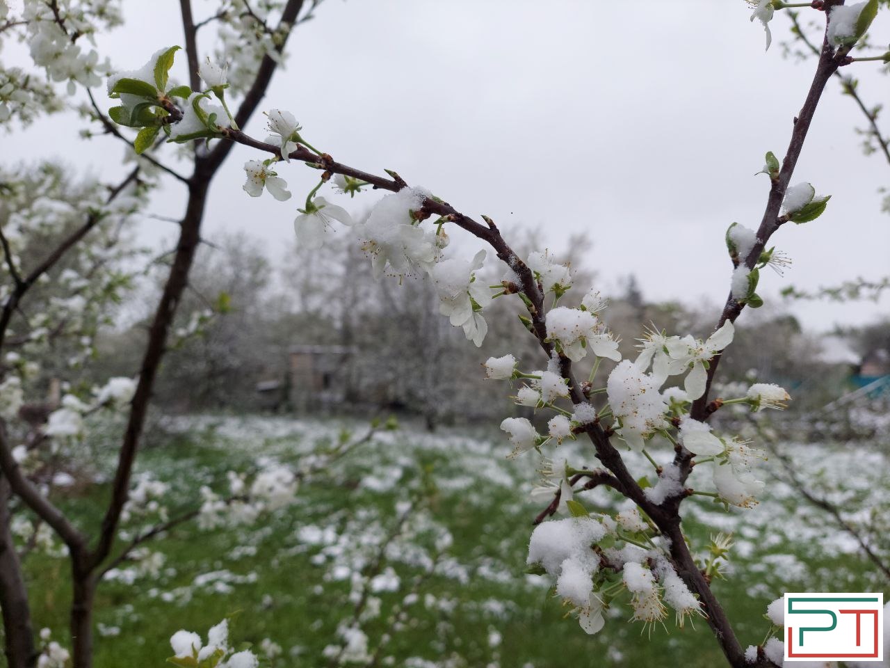 Жители Татарстана делятся фото апрельского снегопада