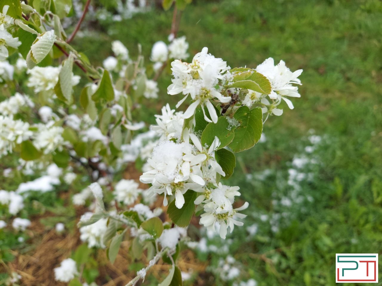 Жители Татарстана делятся фото апрельского снегопада