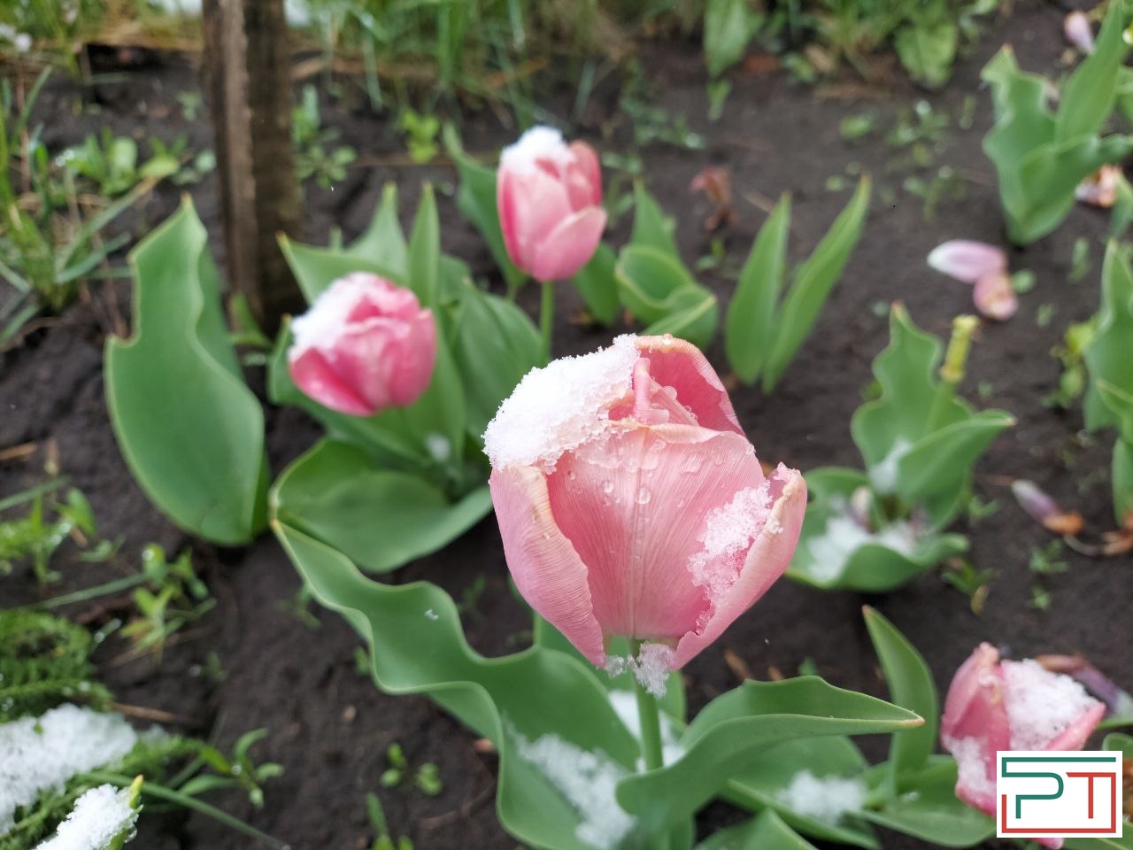 Жители Татарстана делятся фото апрельского снегопада