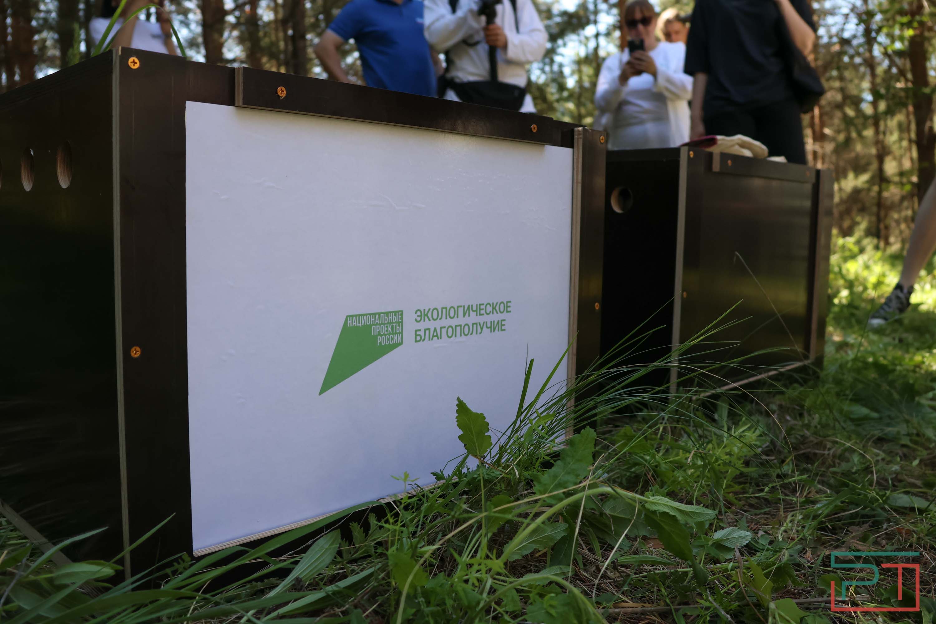 В Камско-Устьинский район доставили 8 птенцов сокола-балобана