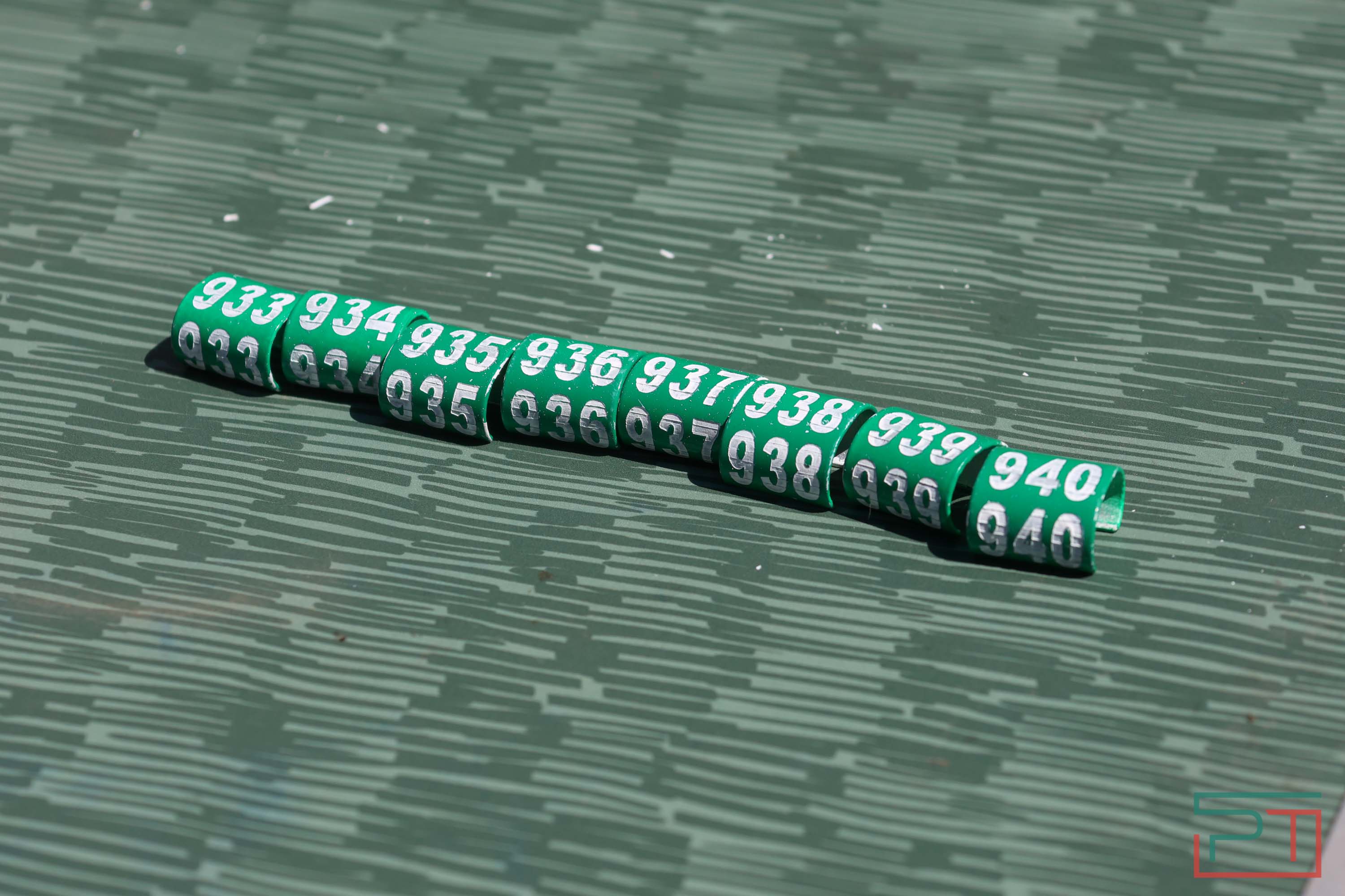 В Камско-Устьинский район доставили 8 птенцов сокола-балобана