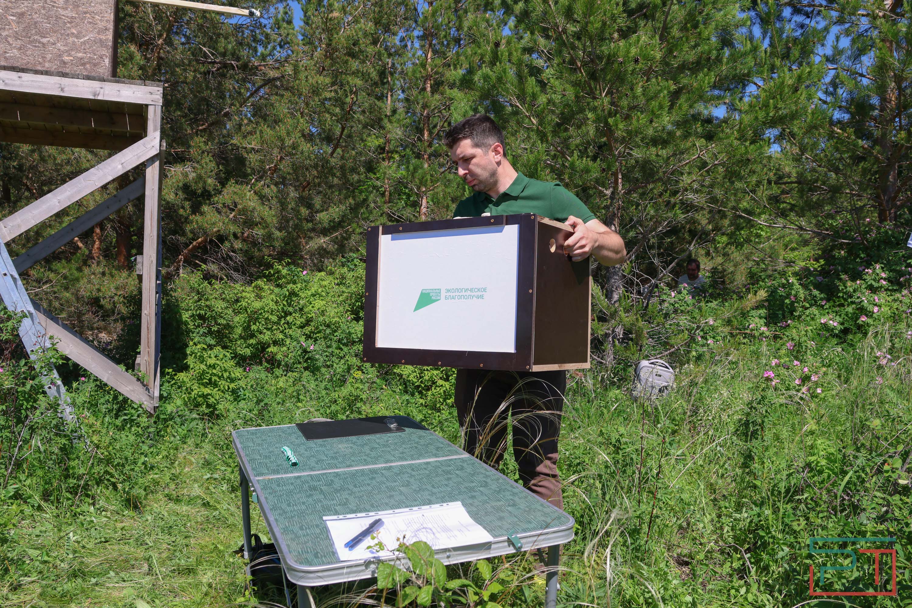В Камско-Устьинский район доставили 8 птенцов сокола-балобана