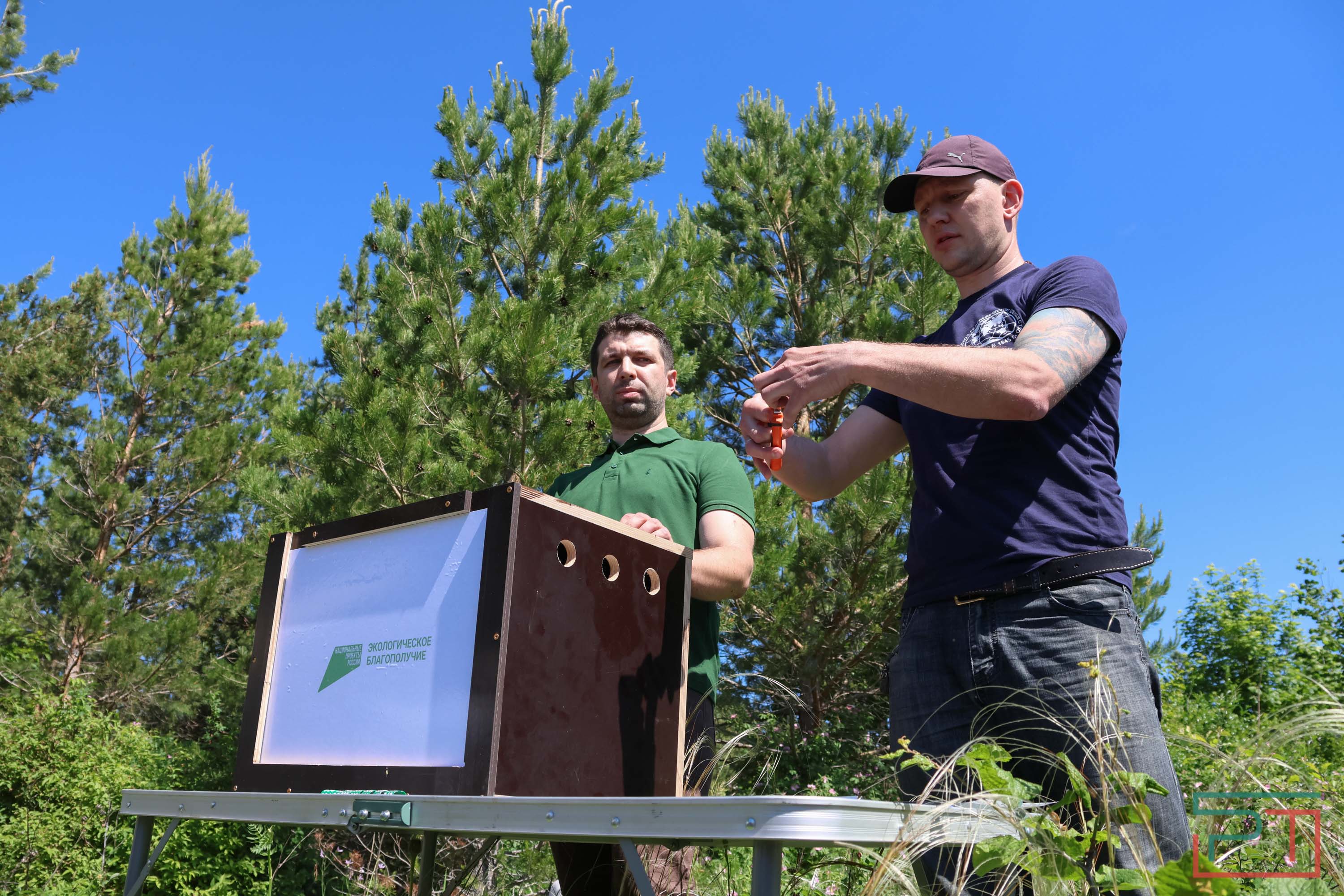 В Камско-Устьинский район доставили 8 птенцов сокола-балобана