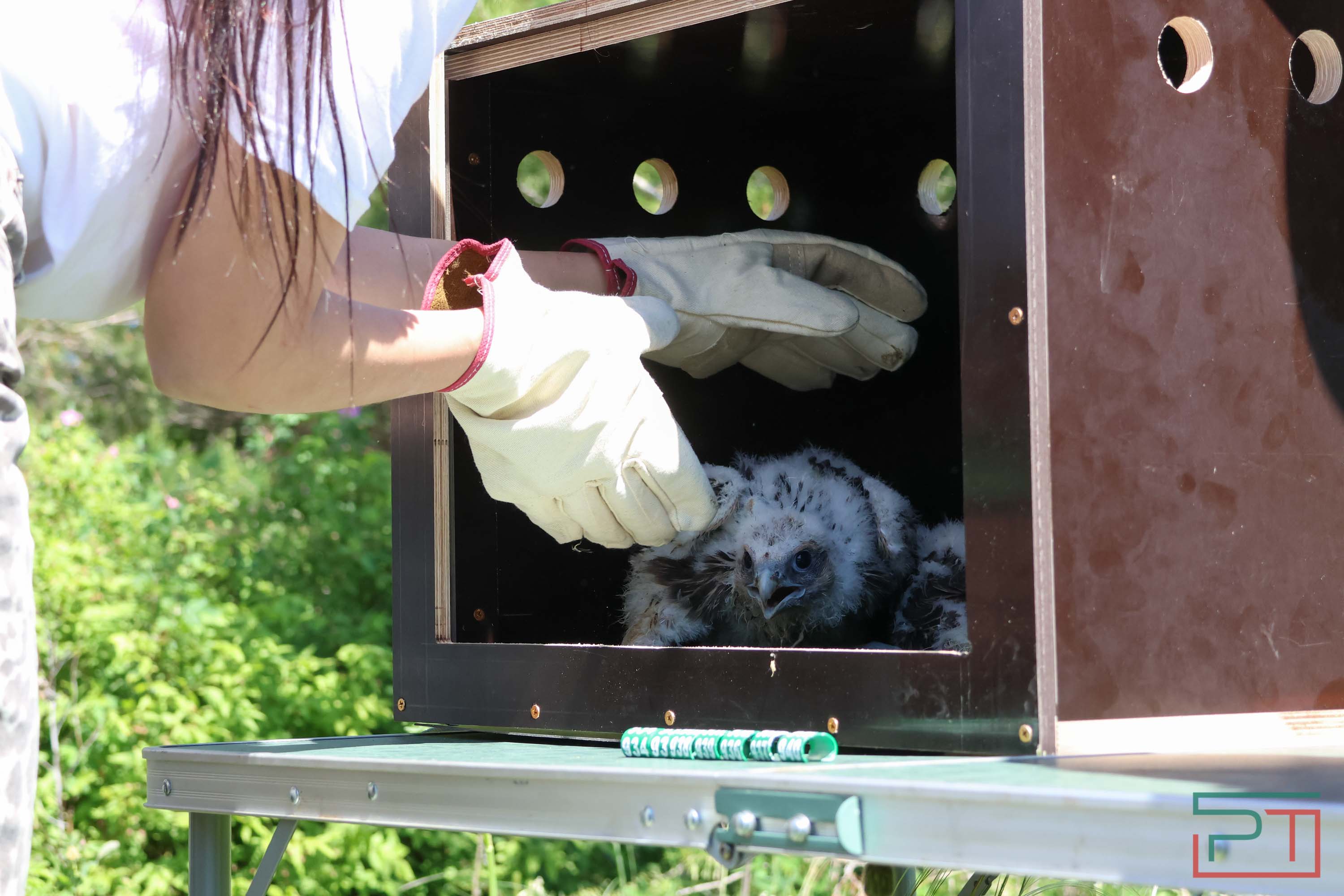 В Камско-Устьинский район доставили 8 птенцов сокола-балобана