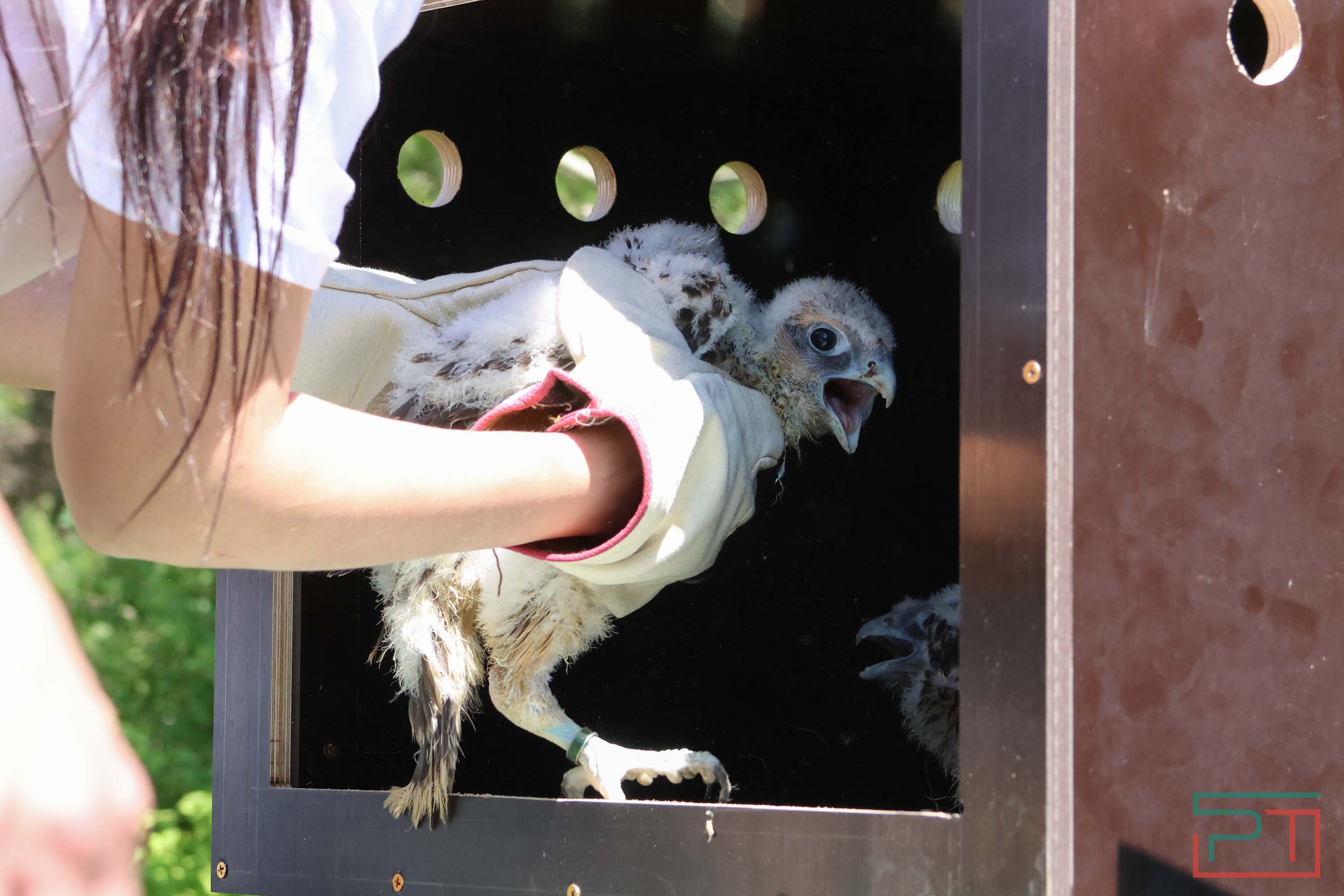 В Камско-Устьинский район доставили 8 птенцов сокола-балобана