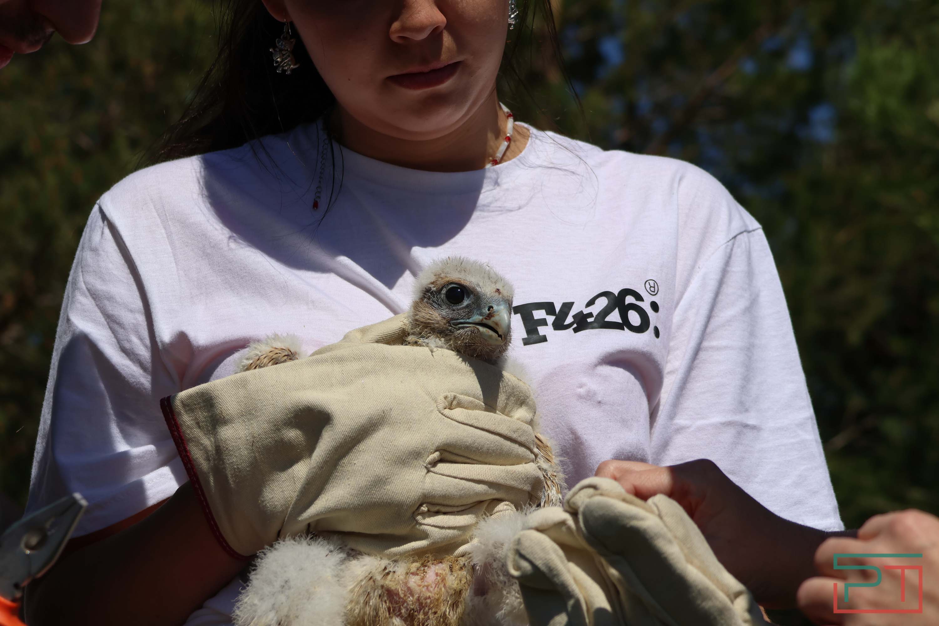 В Камско-Устьинский район доставили 8 птенцов сокола-балобана