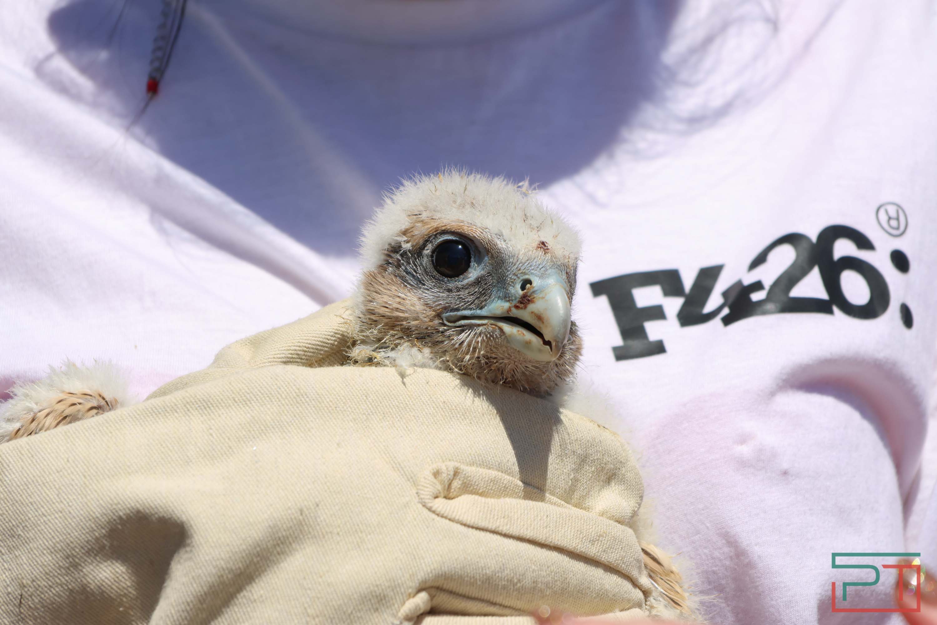 В Камско-Устьинский район доставили 8 птенцов сокола-балобана