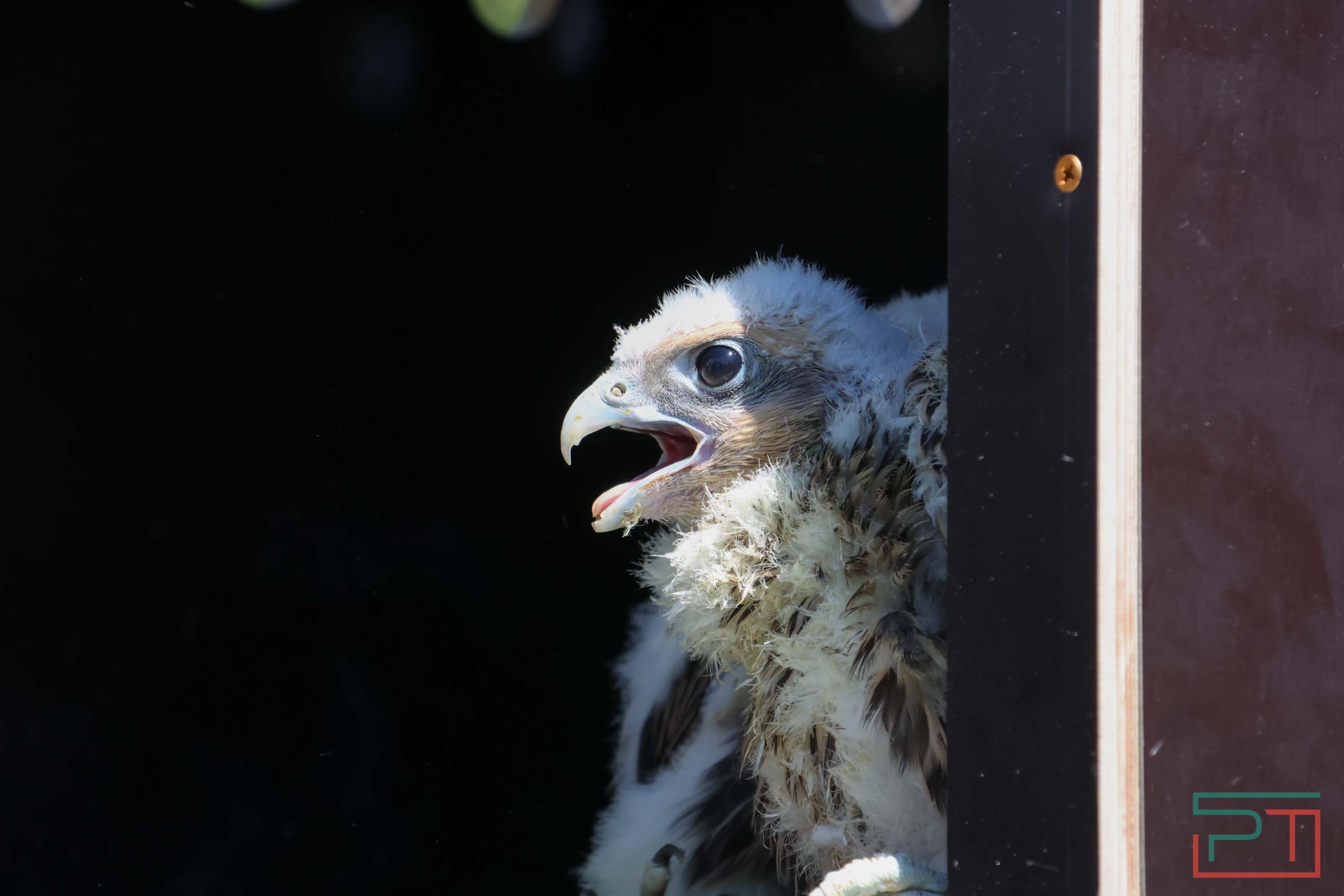 В Камско-Устьинский район доставили 8 птенцов сокола-балобана