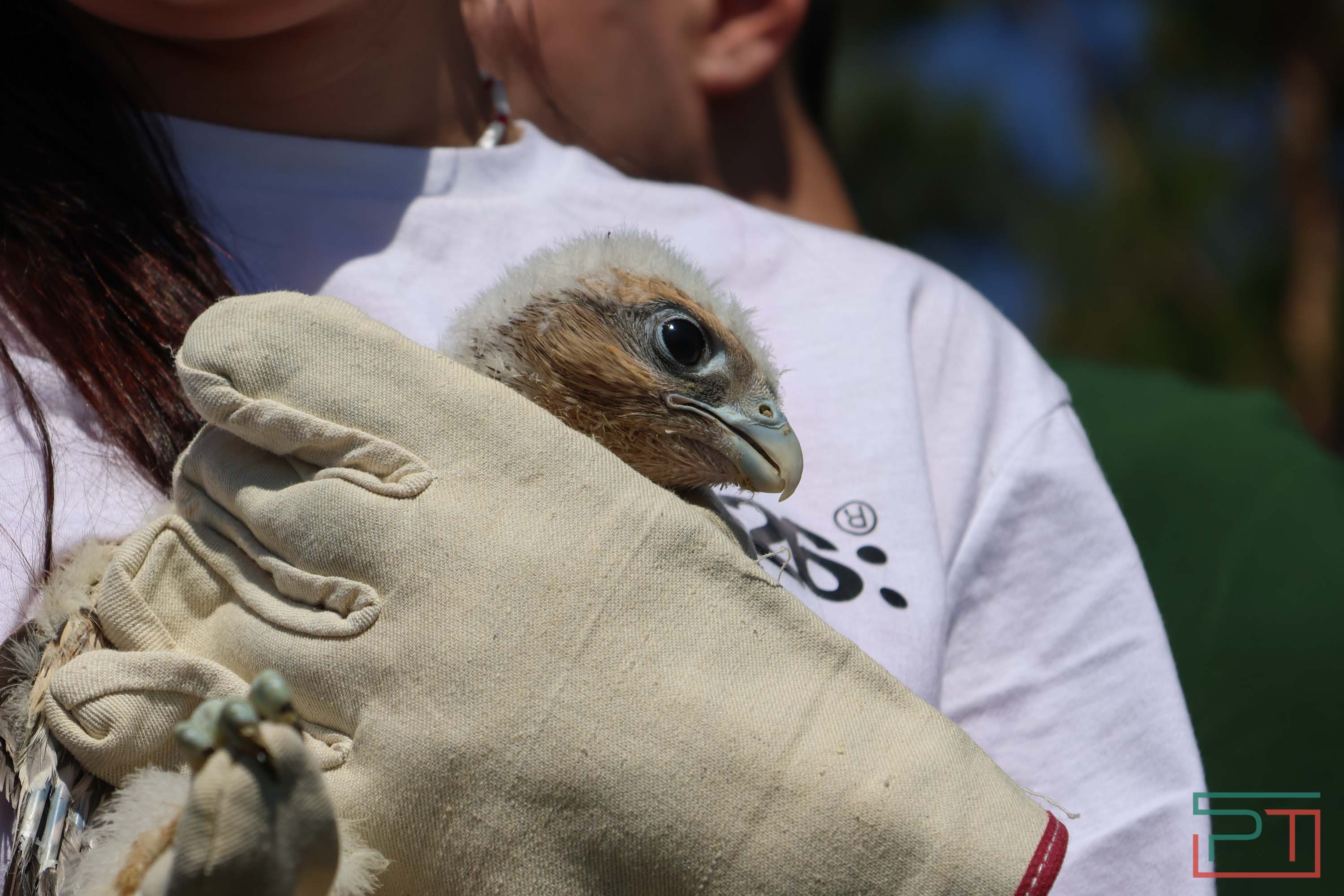 В Камско-Устьинский район доставили 8 птенцов сокола-балобана