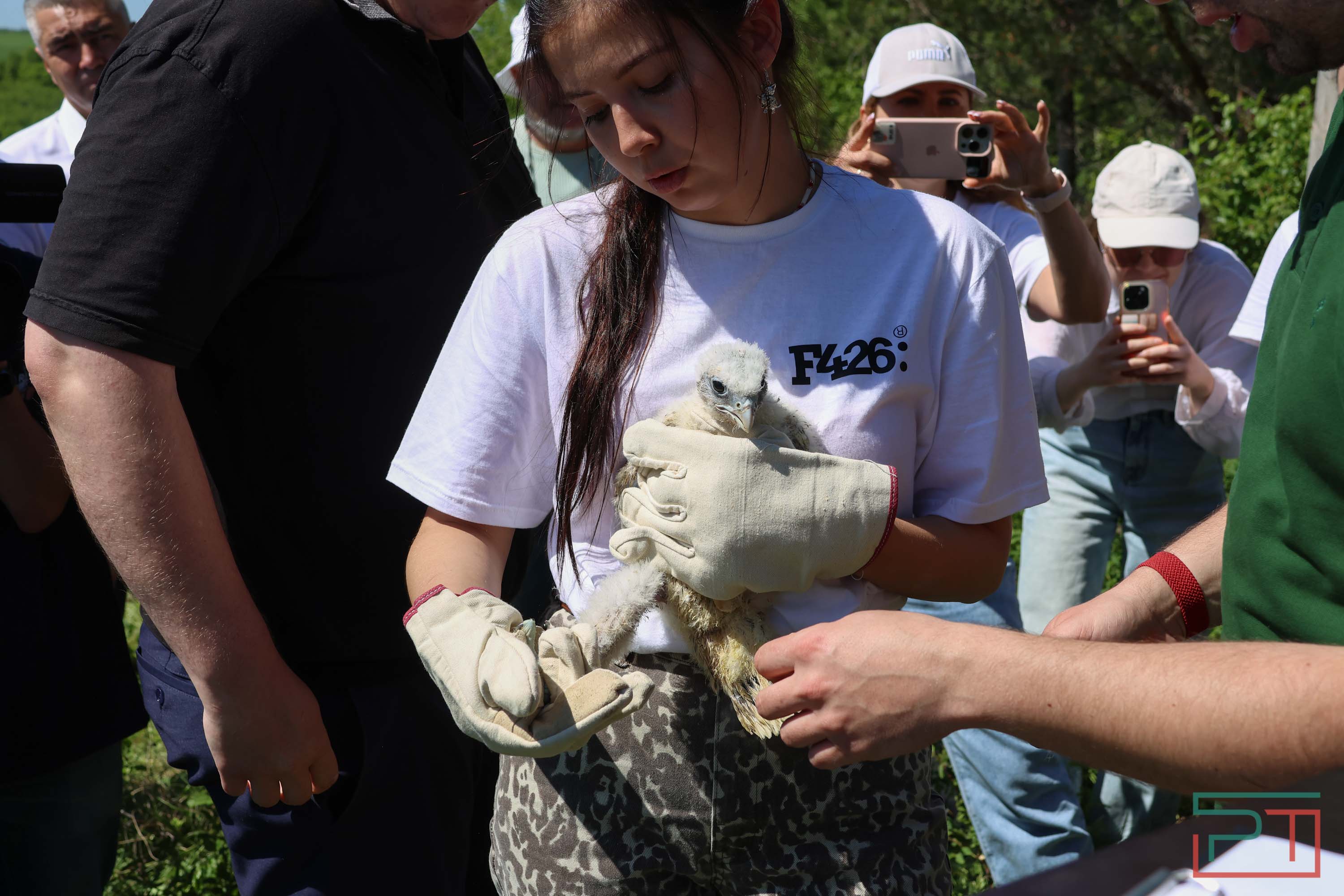 В Камско-Устьинский район доставили 8 птенцов сокола-балобана