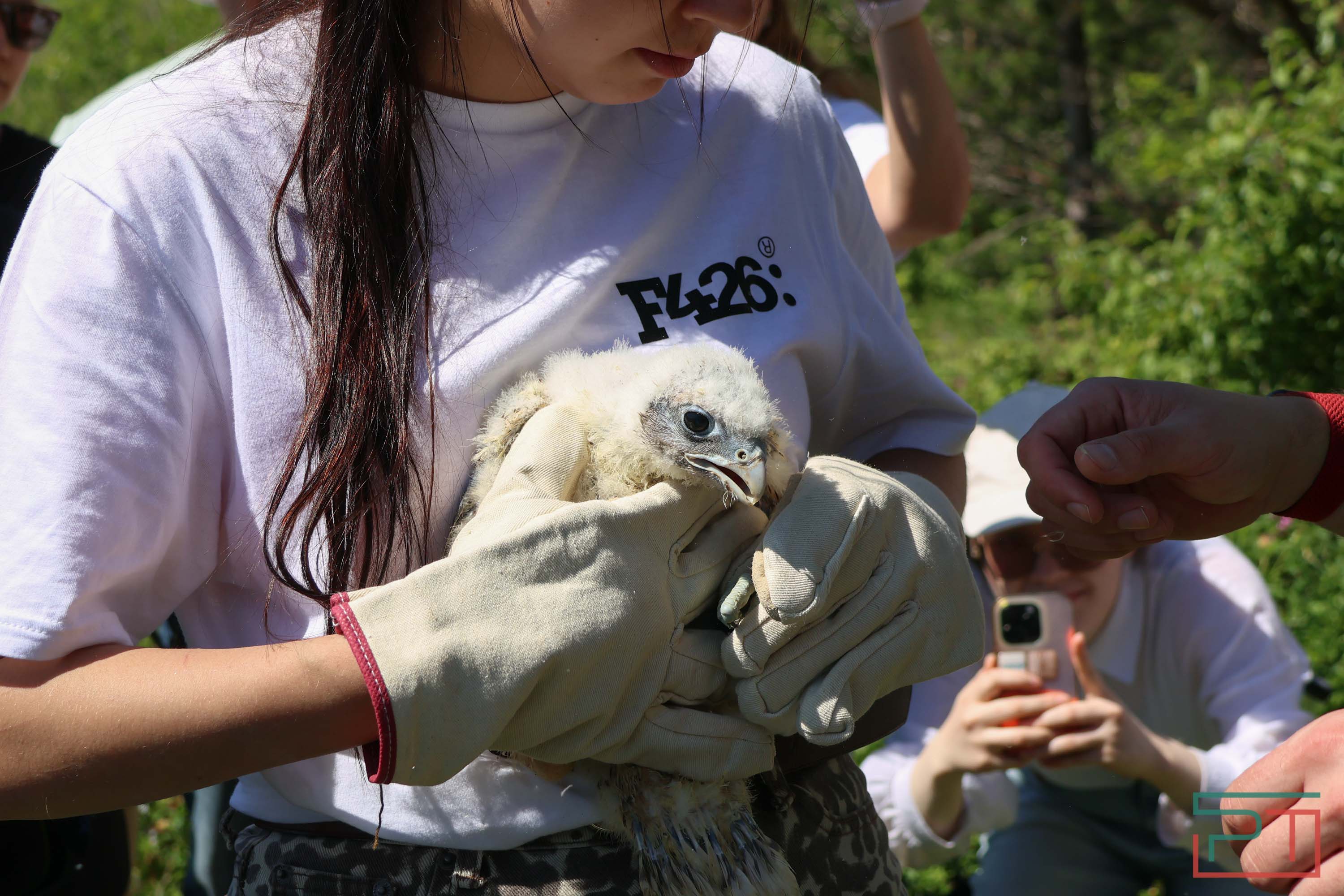 В Камско-Устьинский район доставили 8 птенцов сокола-балобана