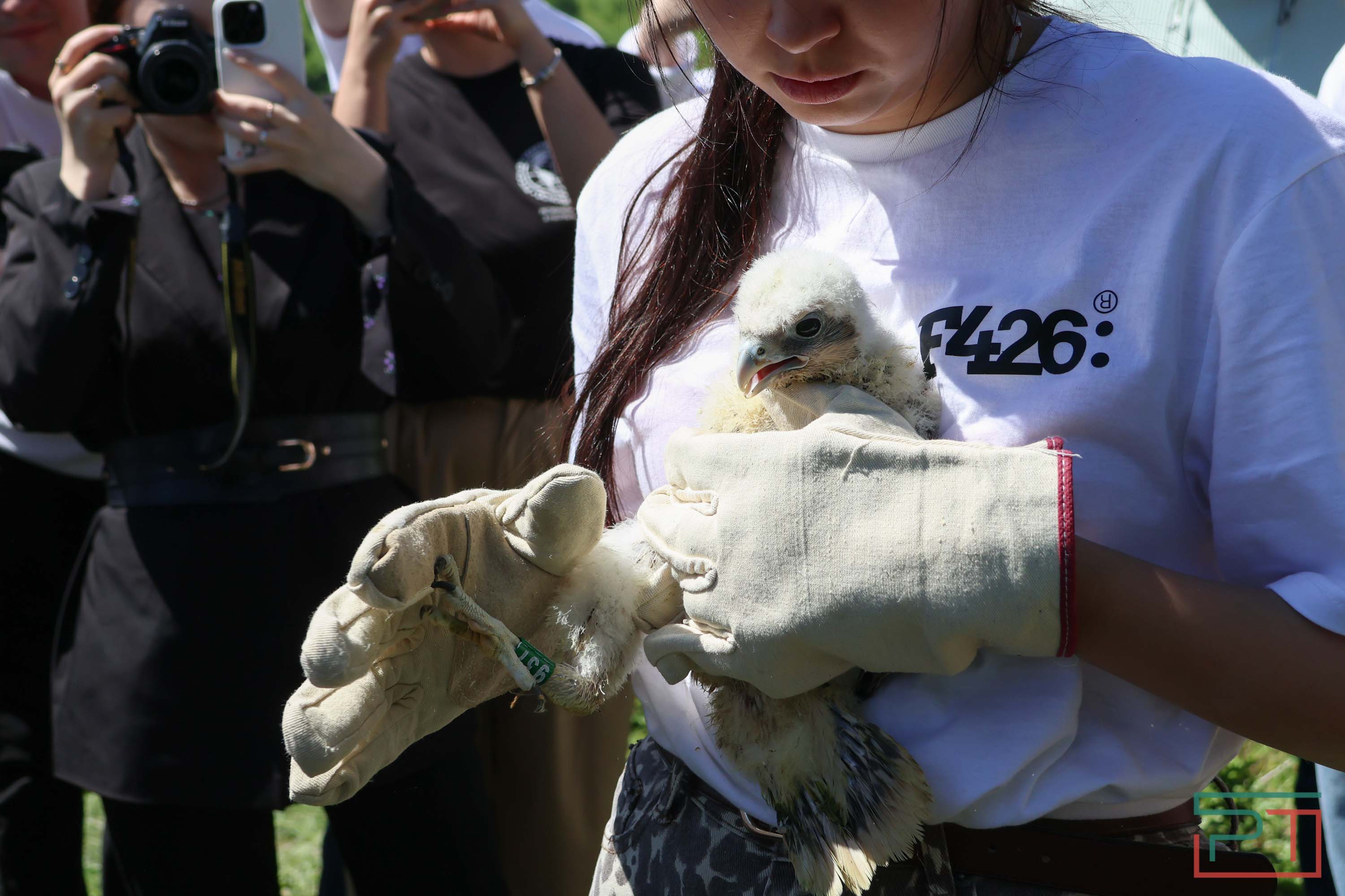 В Камско-Устьинский район доставили 8 птенцов сокола-балобана