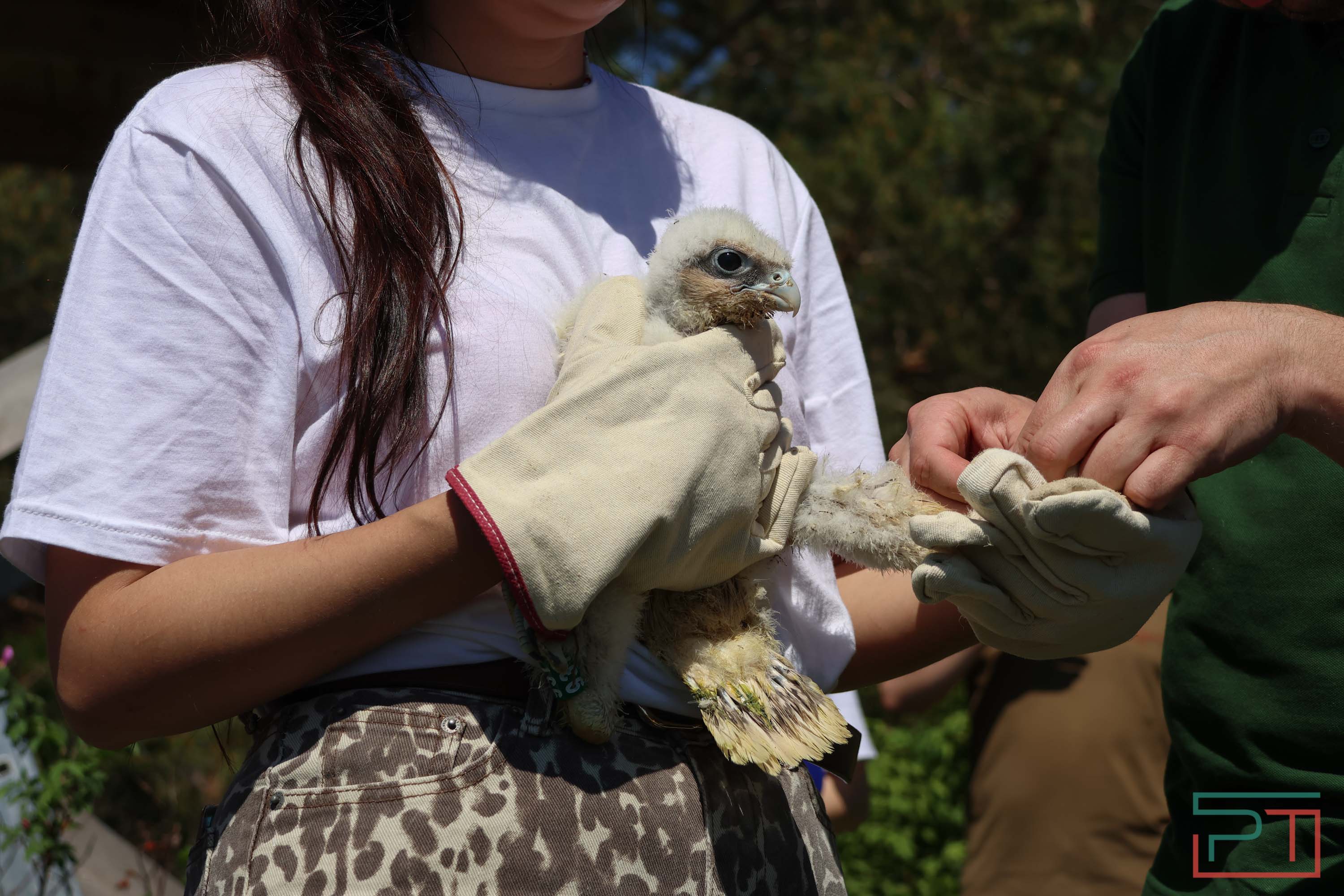 В Камско-Устьинский район доставили 8 птенцов сокола-балобана