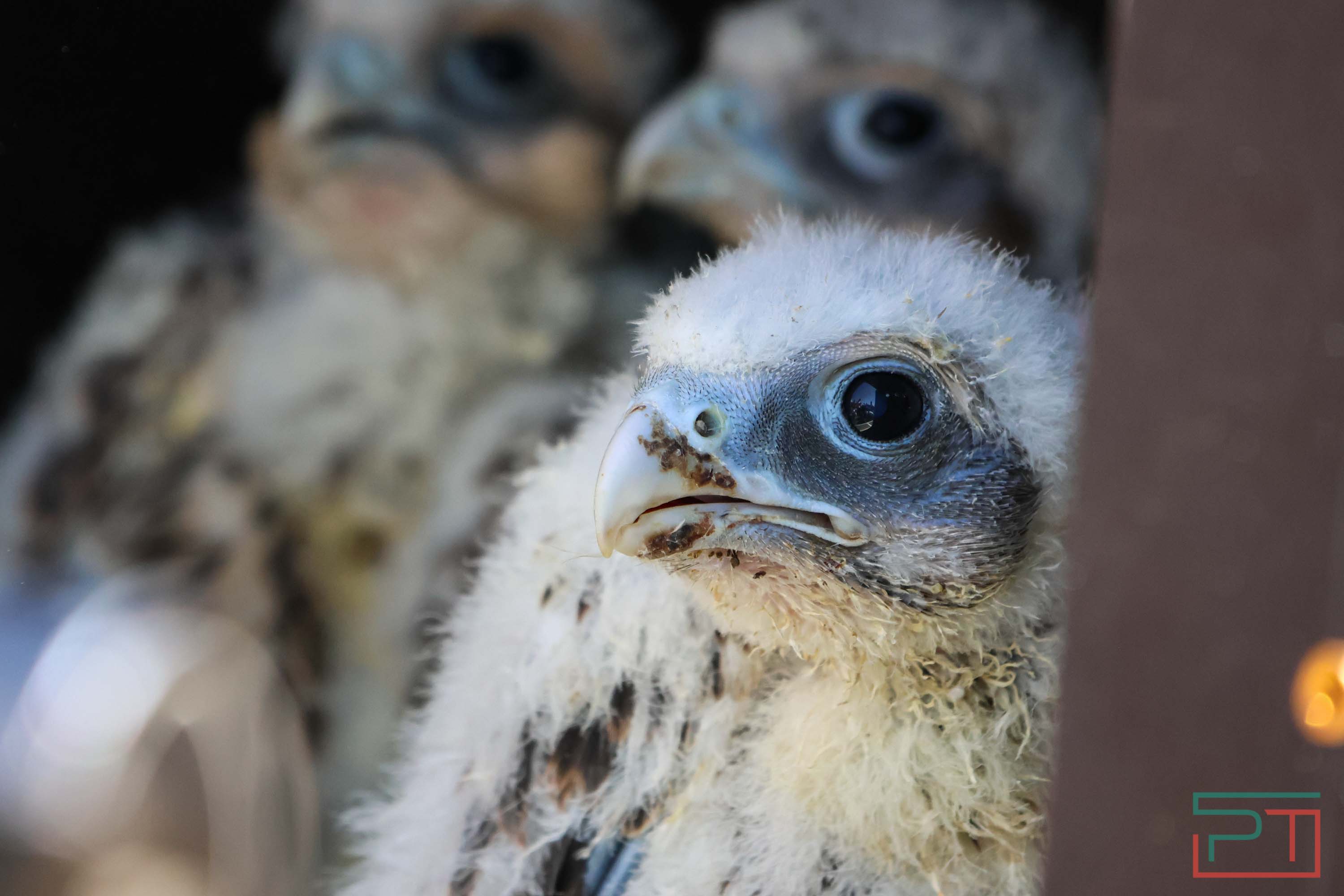 В Камско-Устьинский район доставили 8 птенцов сокола-балобана