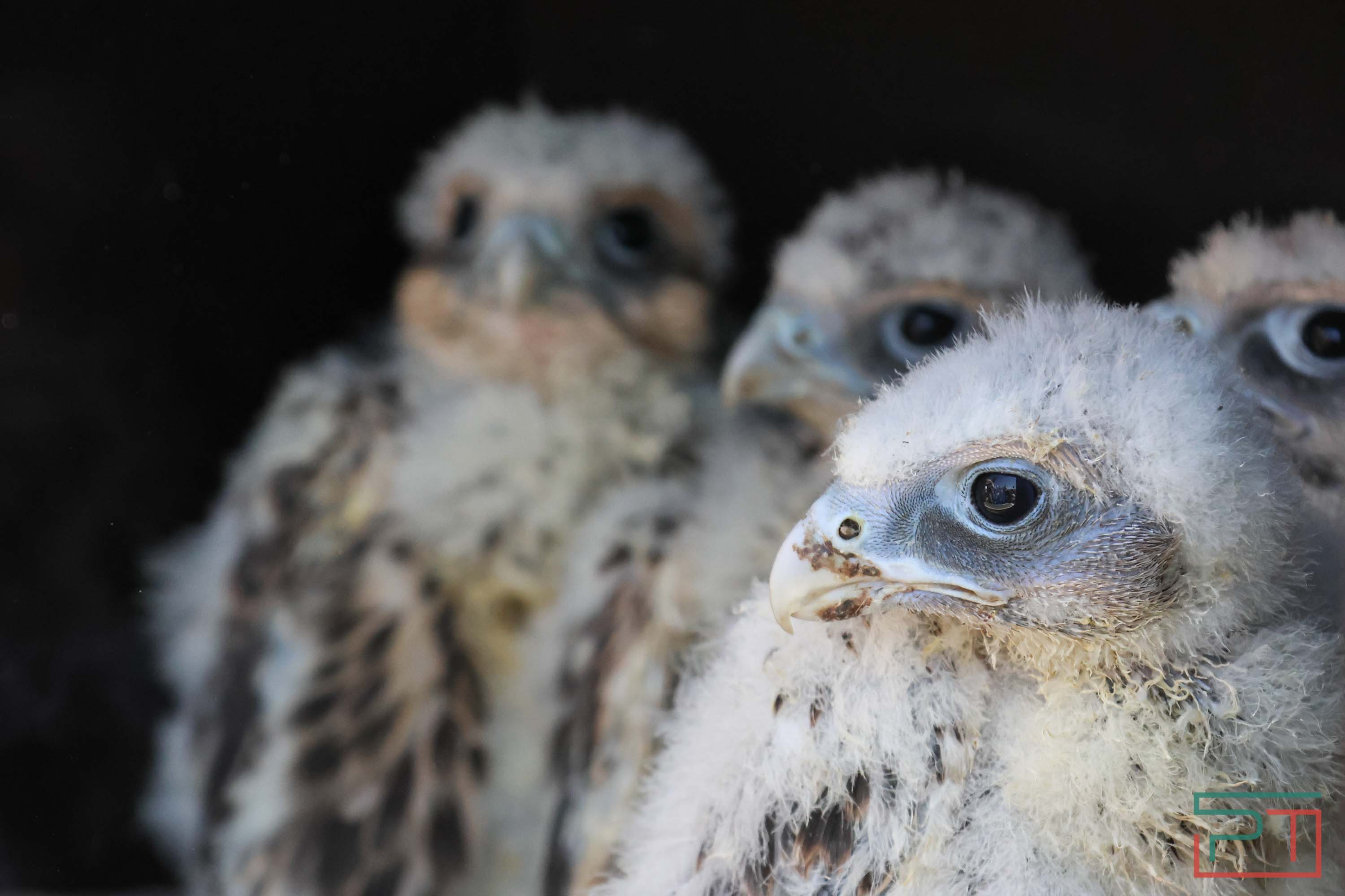 В Камско-Устьинский район доставили 8 птенцов сокола-балобана