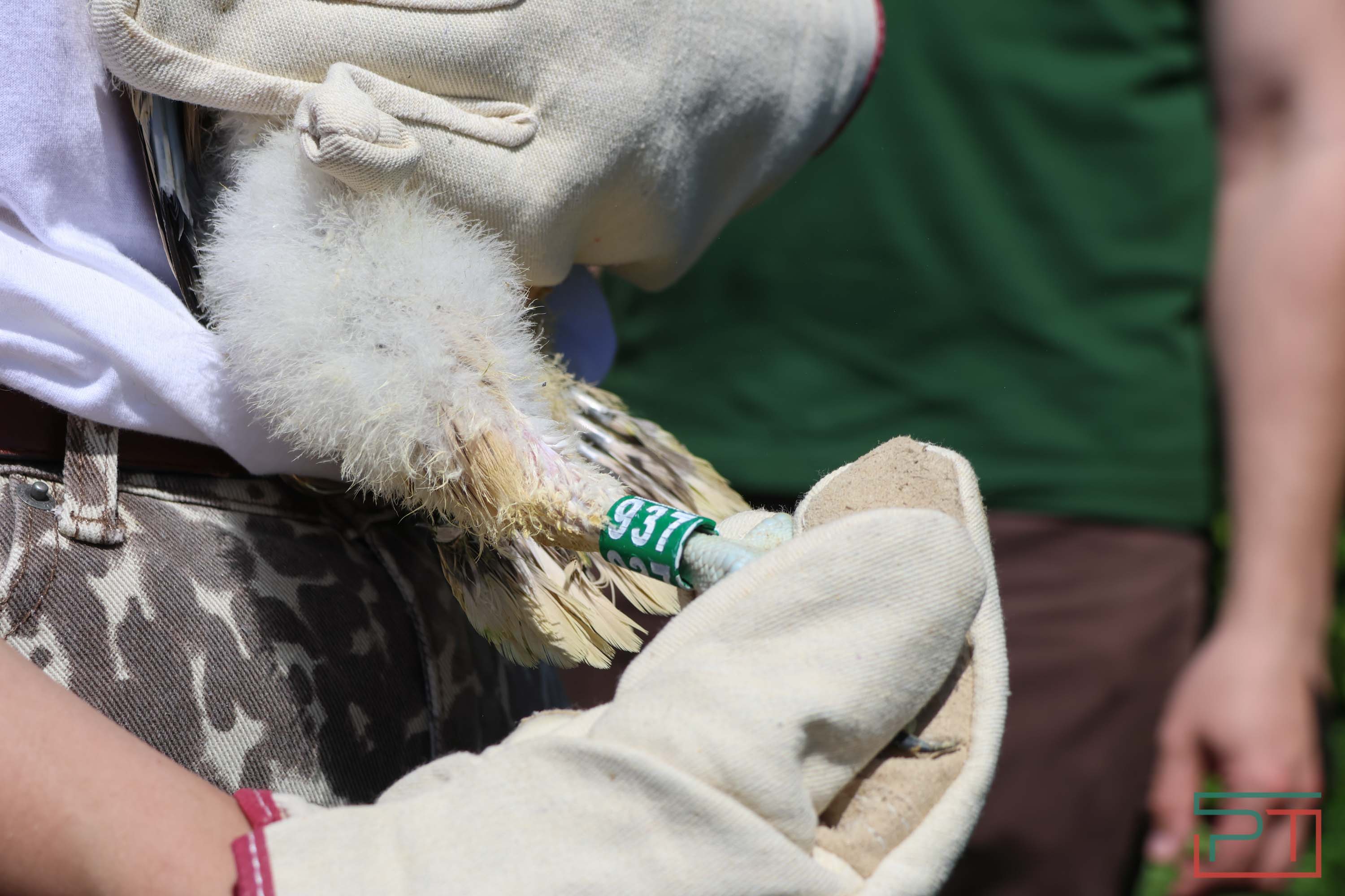 В Камско-Устьинский район доставили 8 птенцов сокола-балобана