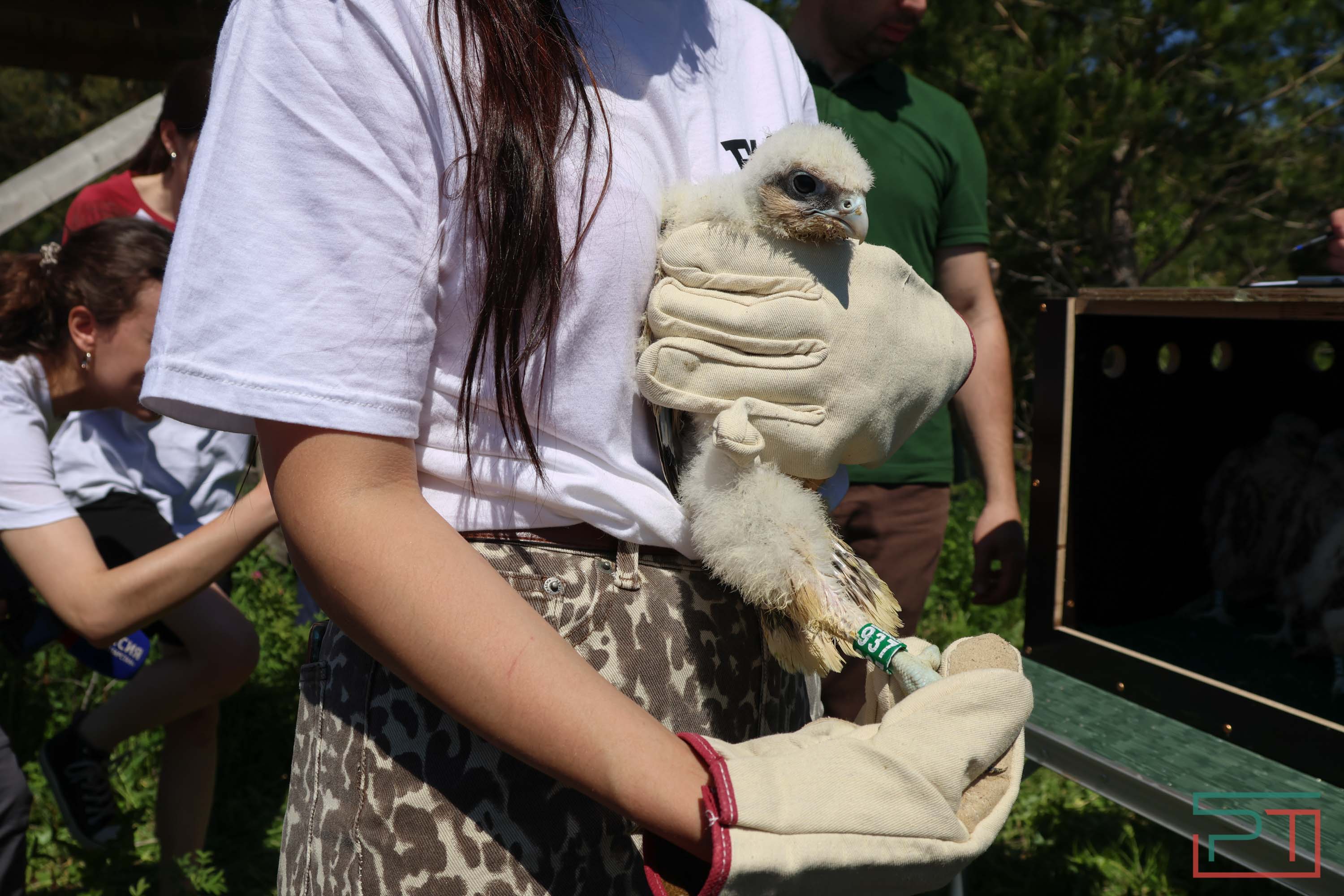 В Камско-Устьинский район доставили 8 птенцов сокола-балобана