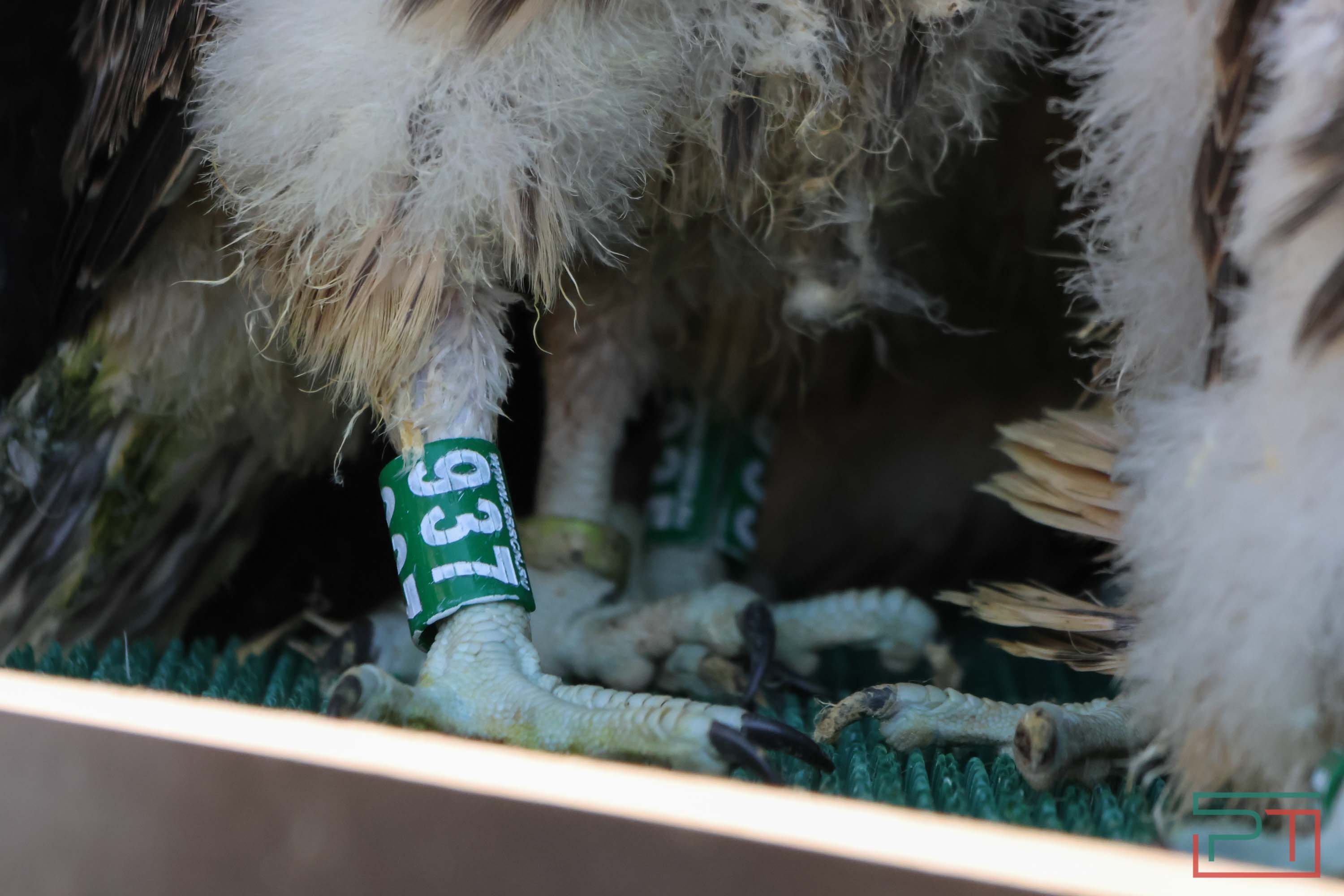 В Камско-Устьинский район доставили 8 птенцов сокола-балобана