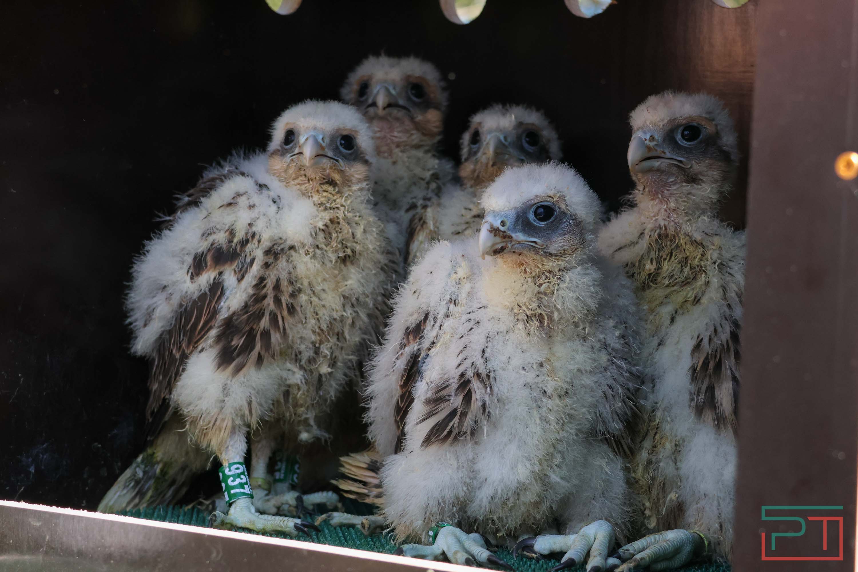 В Камско-Устьинский район доставили 8 птенцов сокола-балобана