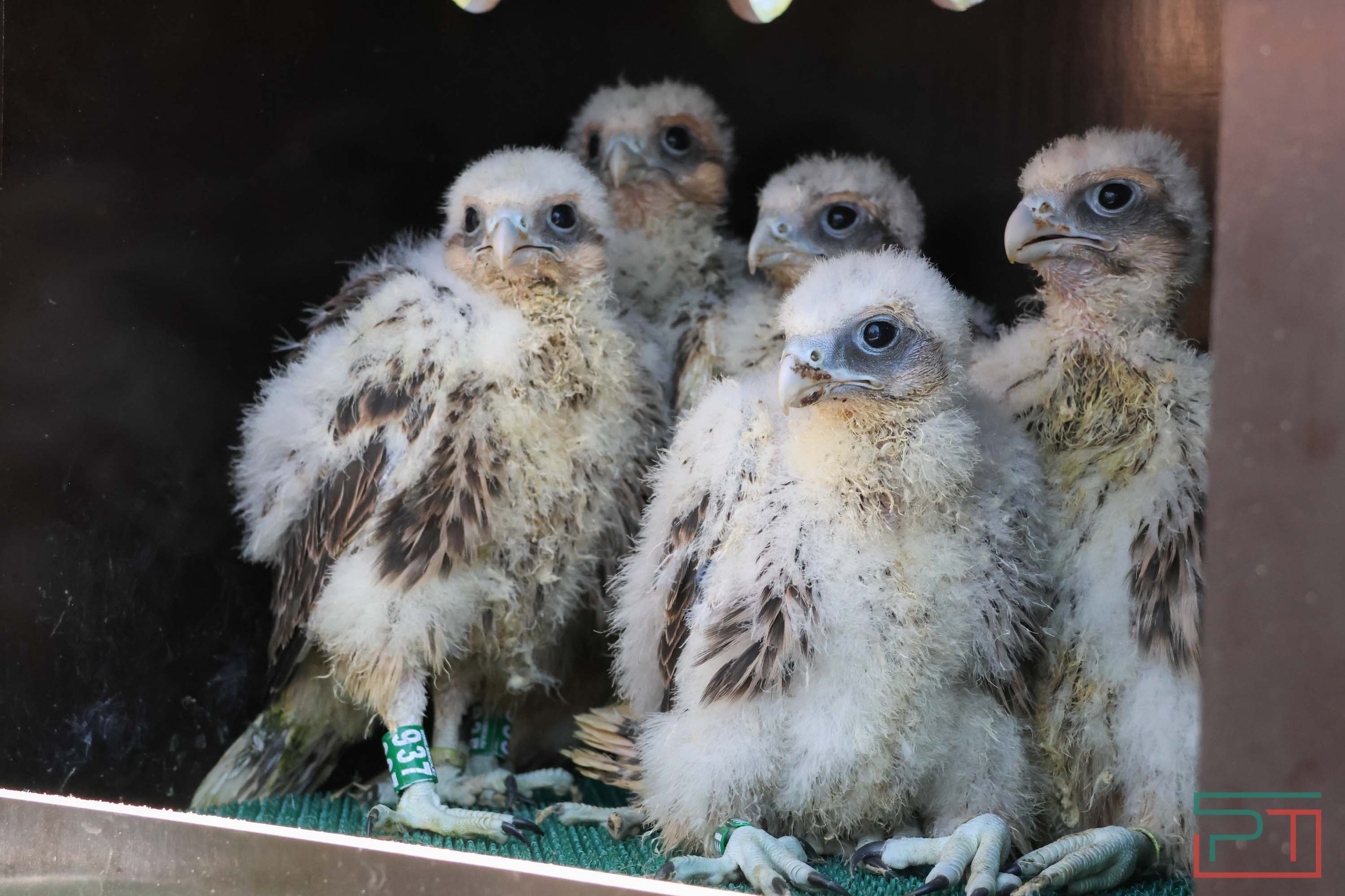 В Камско-Устьинский район доставили 8 птенцов сокола-балобана