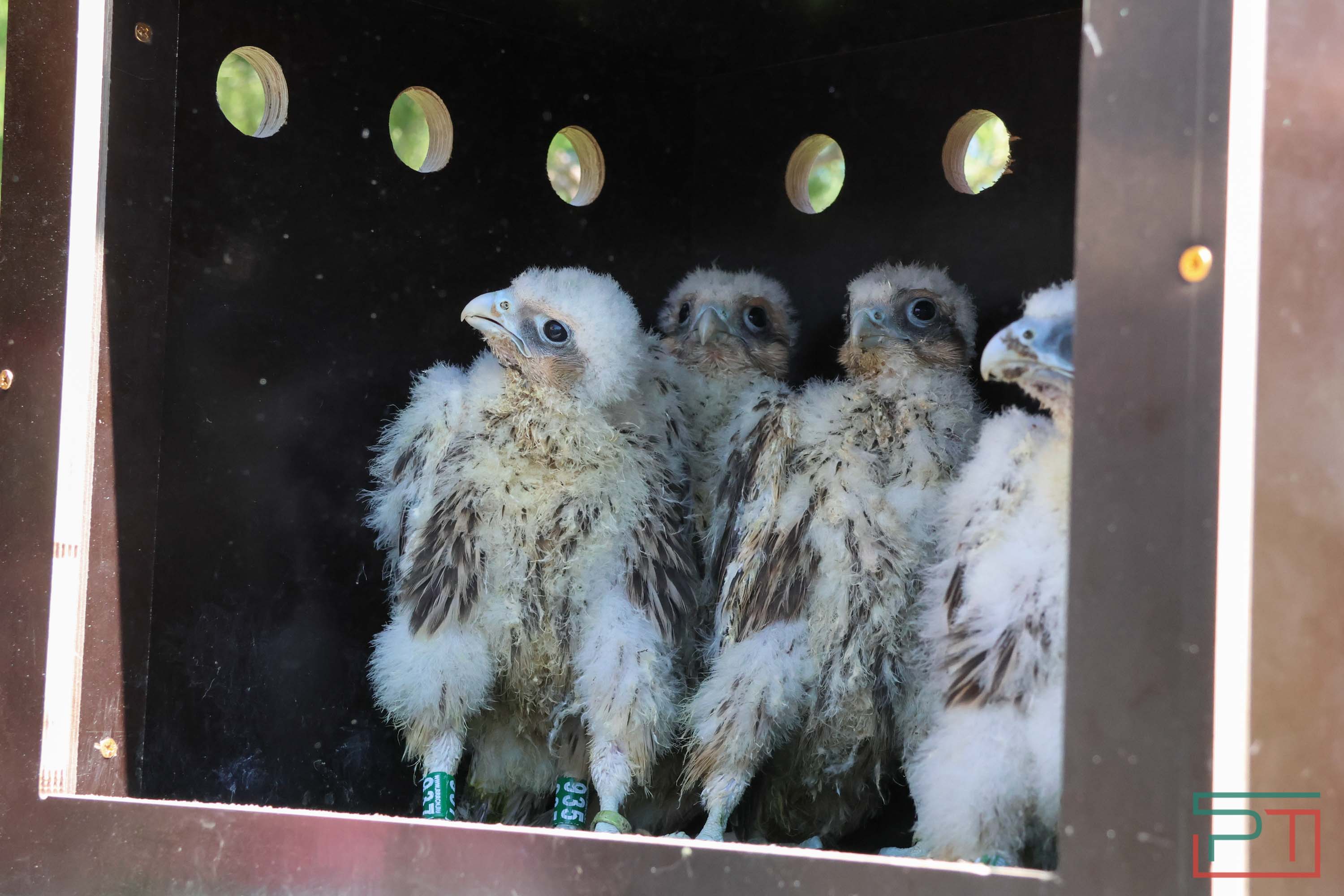 В Камско-Устьинский район доставили 8 птенцов сокола-балобана
