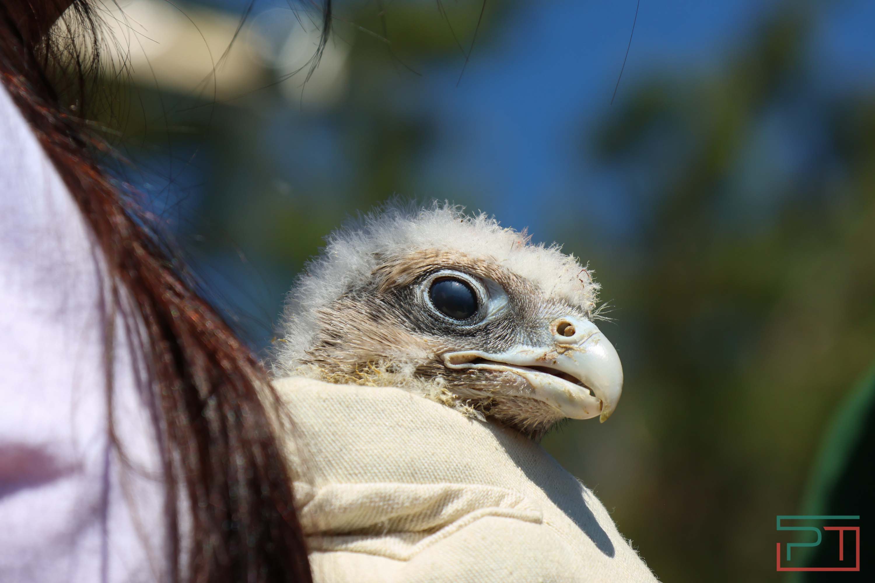 В Камско-Устьинский район доставили 8 птенцов сокола-балобана