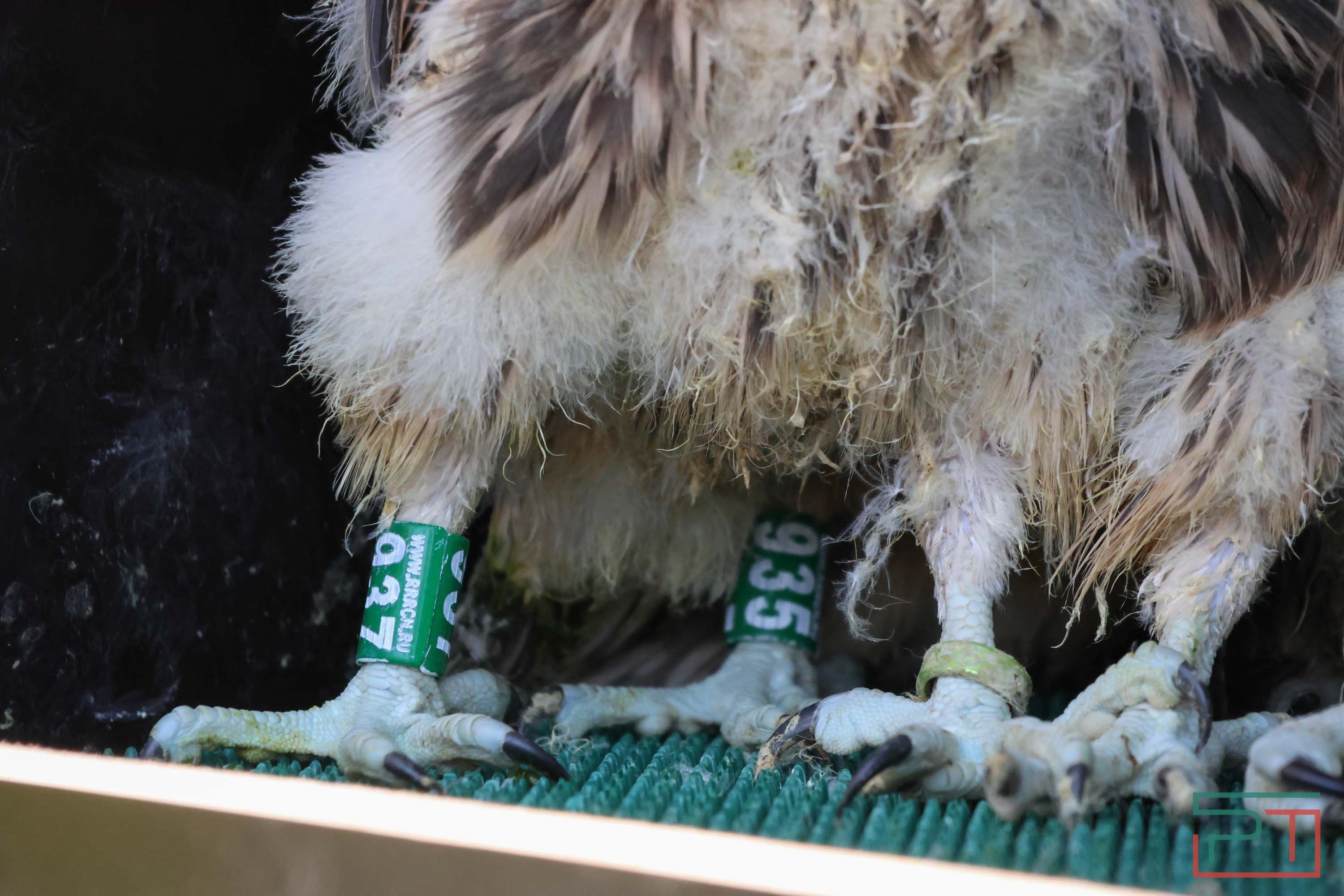 В Камско-Устьинский район доставили 8 птенцов сокола-балобана