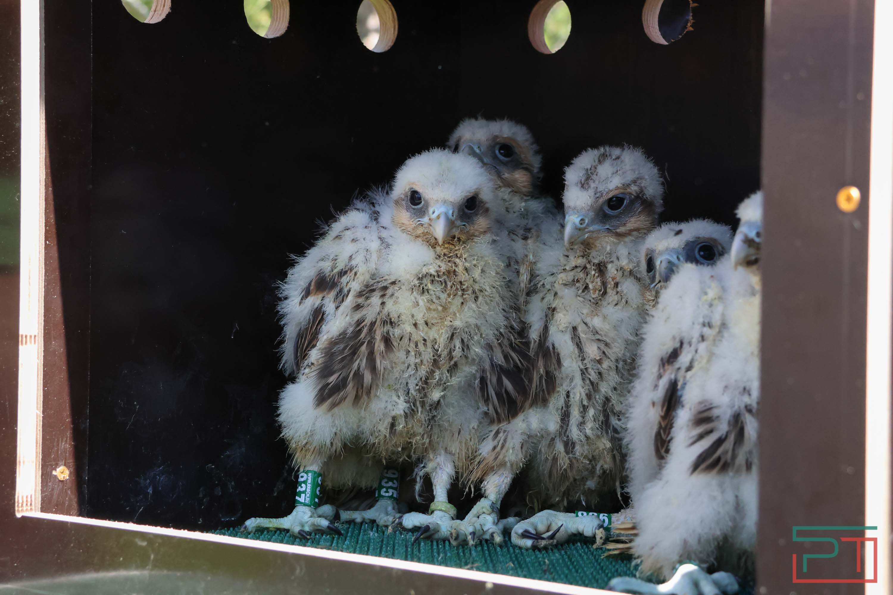 В Камско-Устьинский район доставили 8 птенцов сокола-балобана