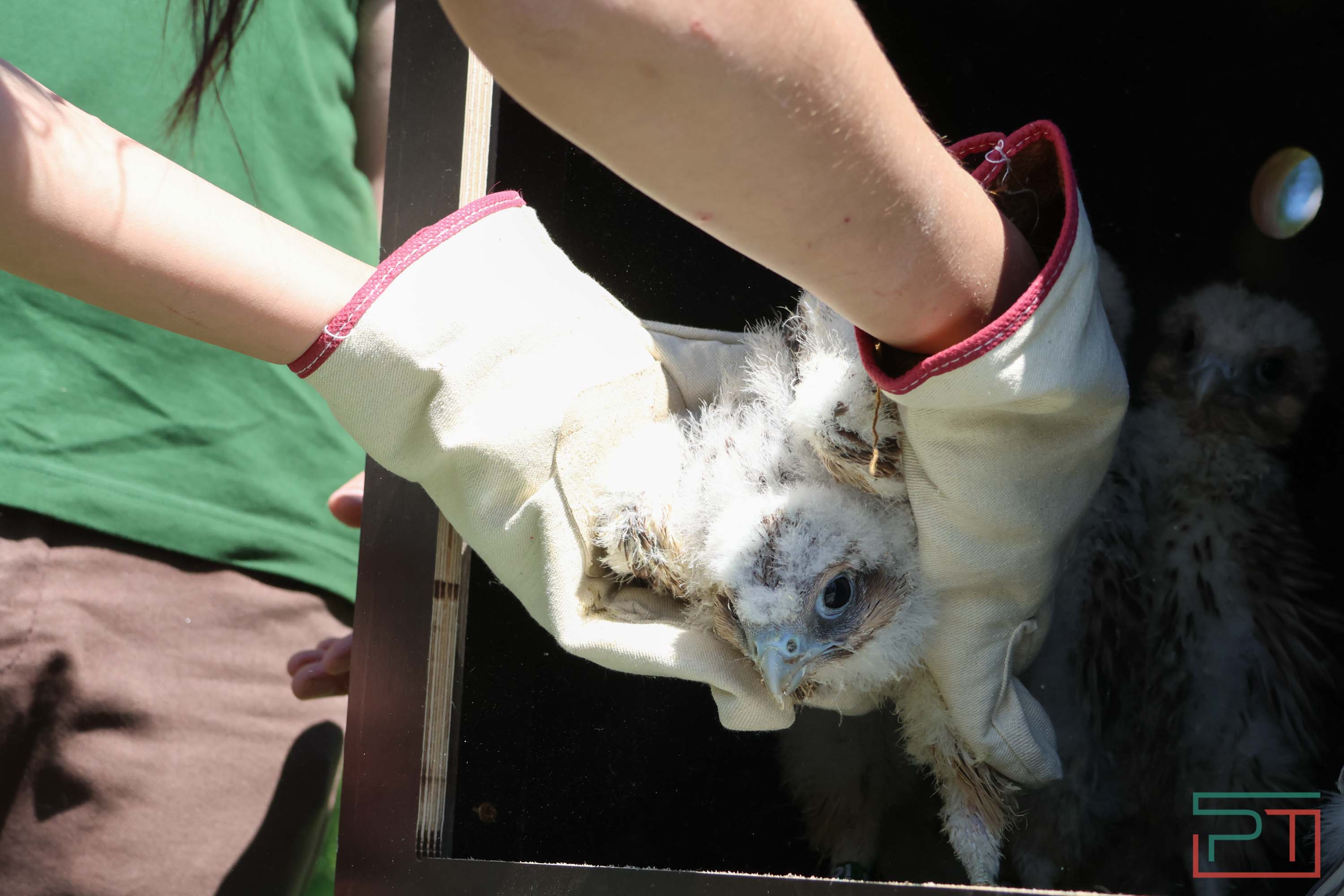 В Камско-Устьинский район доставили 8 птенцов сокола-балобана