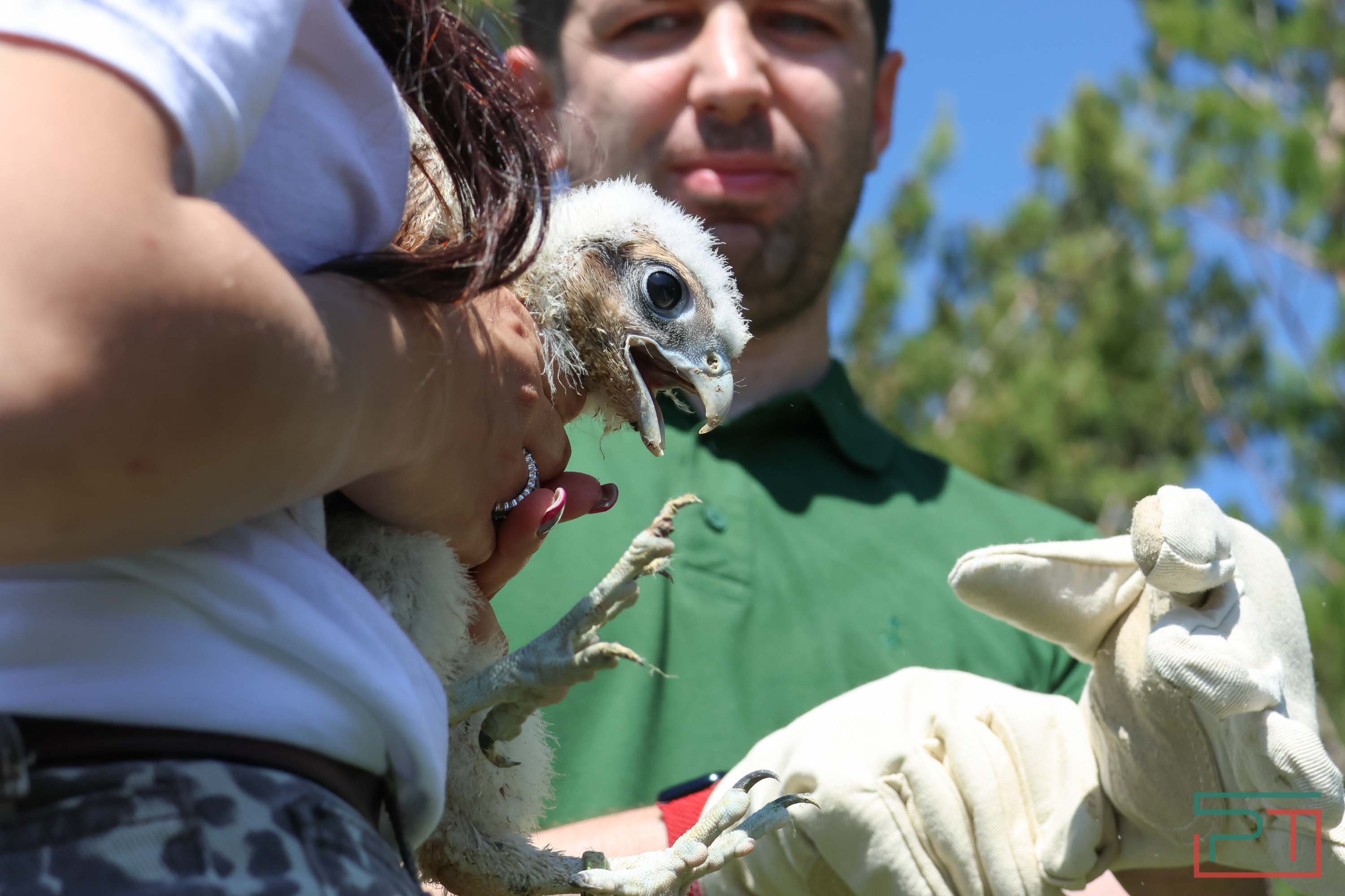 В Камско-Устьинский район доставили 8 птенцов сокола-балобана