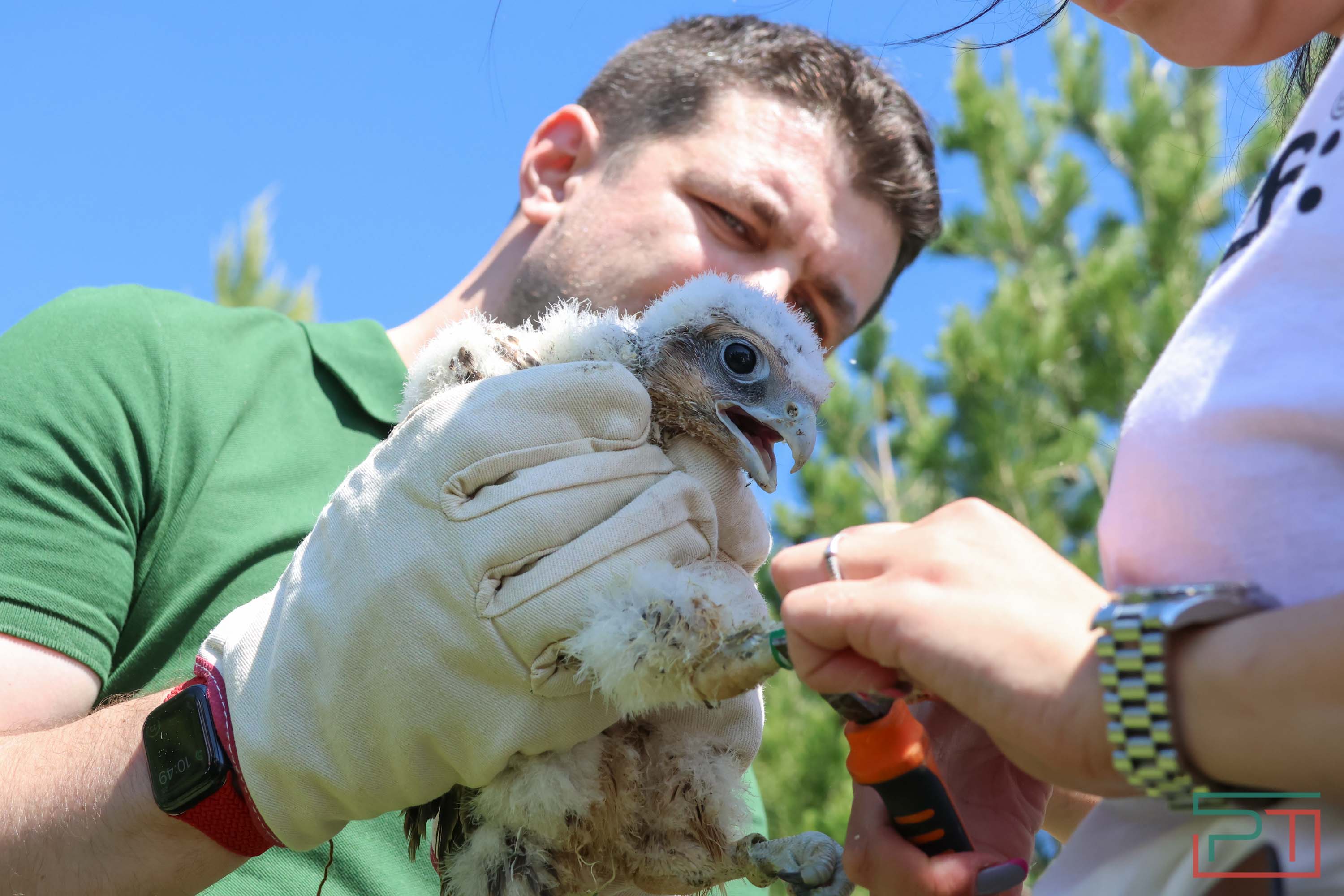 В Камско-Устьинский район доставили 8 птенцов сокола-балобана