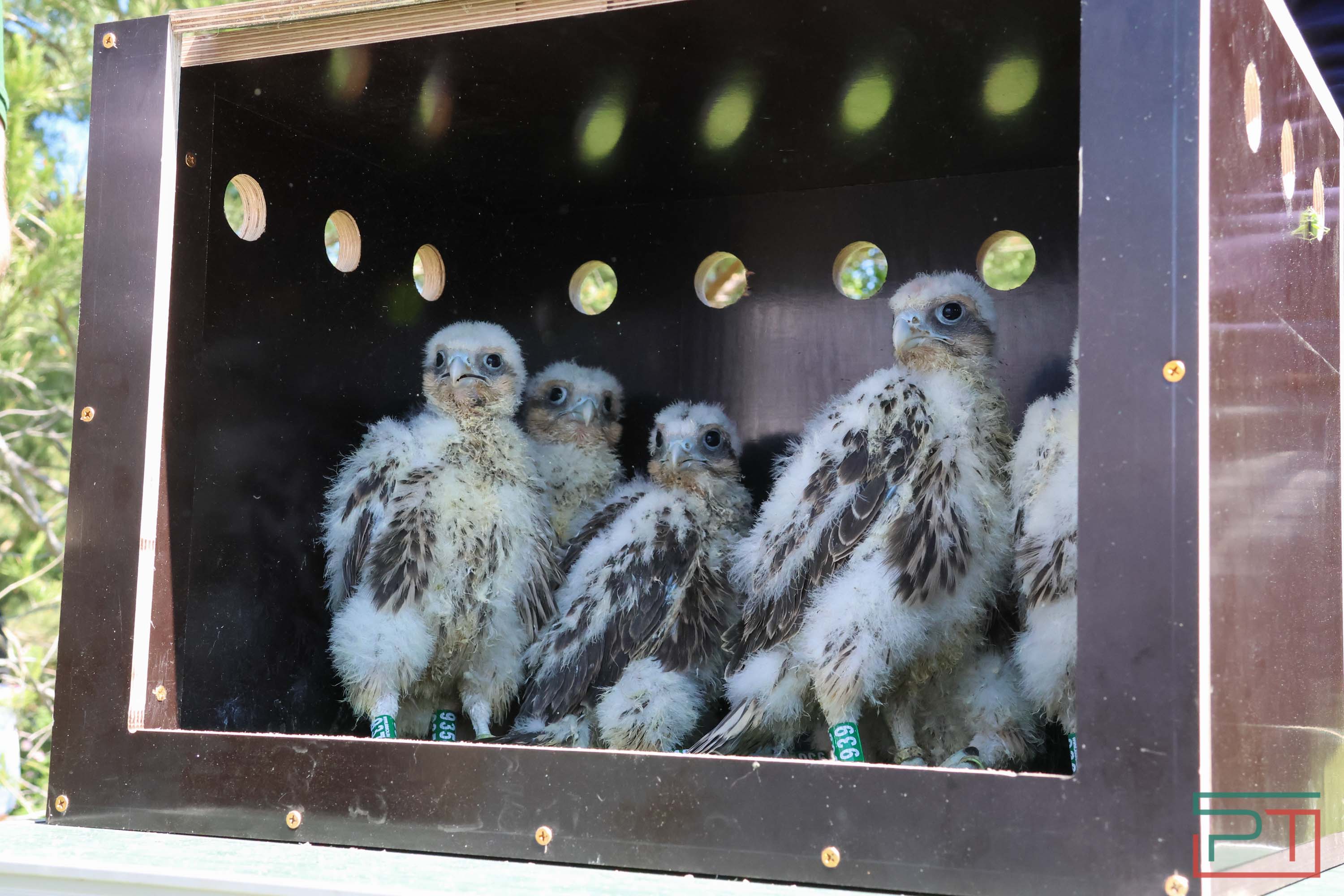 В Камско-Устьинский район доставили 8 птенцов сокола-балобана