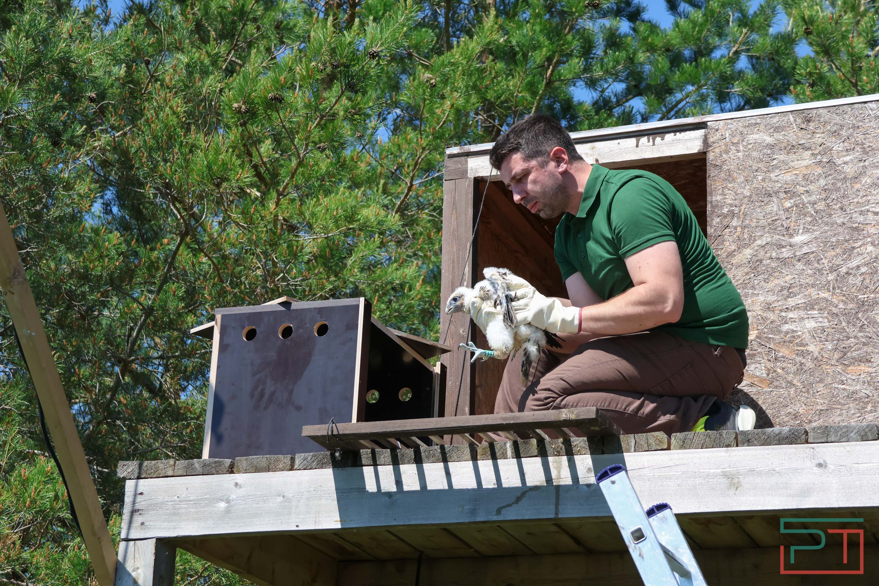 В Камско-Устьинский район доставили 8 птенцов сокола-балобана