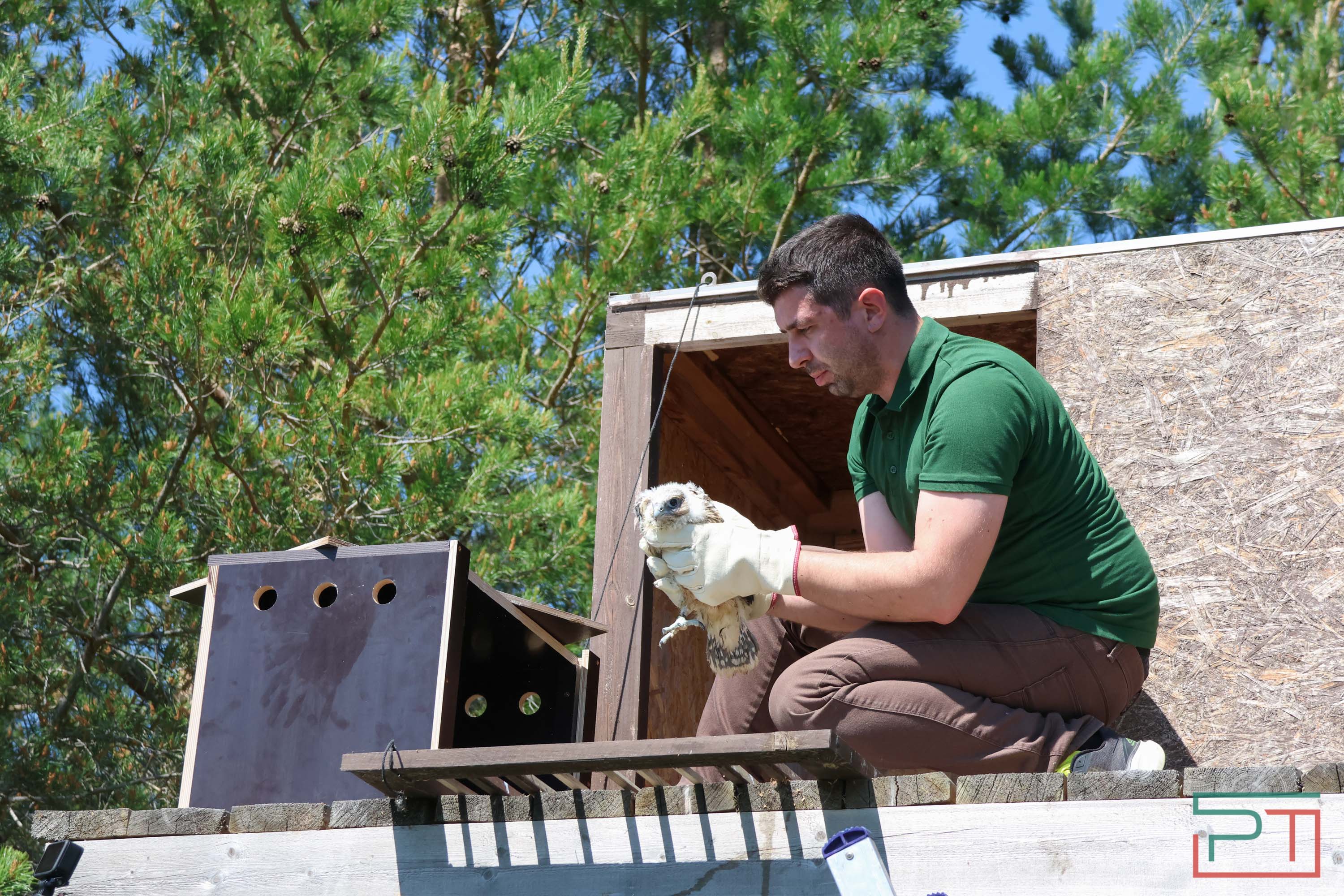 В Камско-Устьинский район доставили 8 птенцов сокола-балобана
