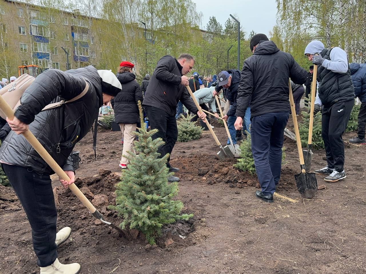 В Менделеевске посадили 80 елей в честь 80-летия Победы