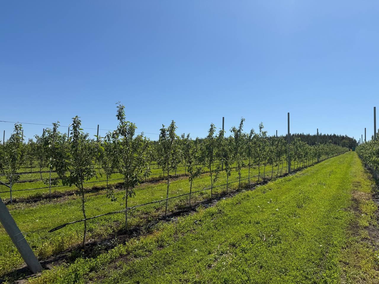 Буинские фермеры попросили Минниханова о субсидиях на строительство парников