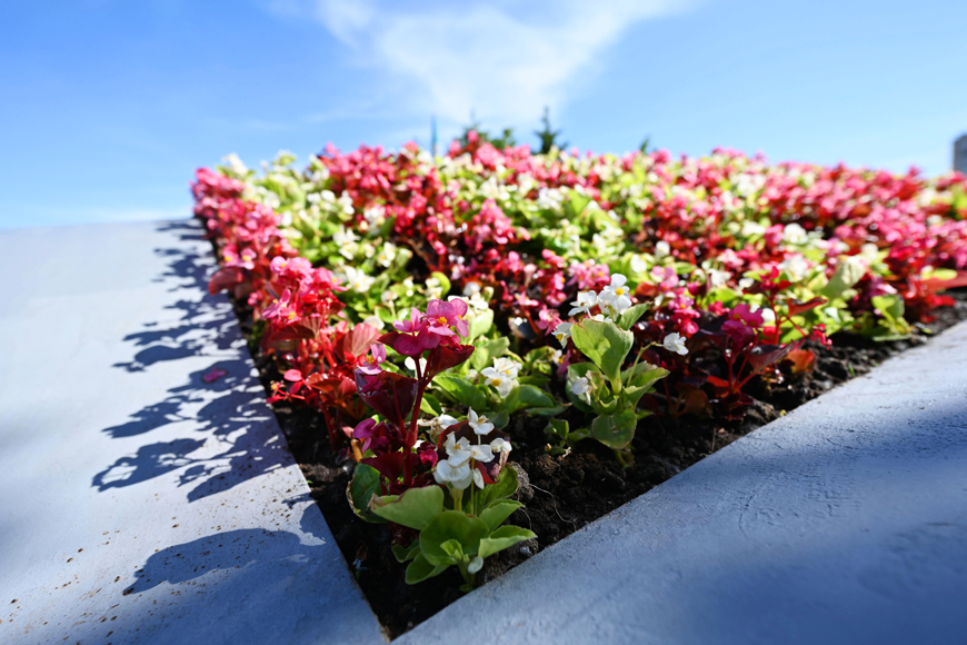 Улицы Казани украсили более 1 тыс. цветочных кашпо