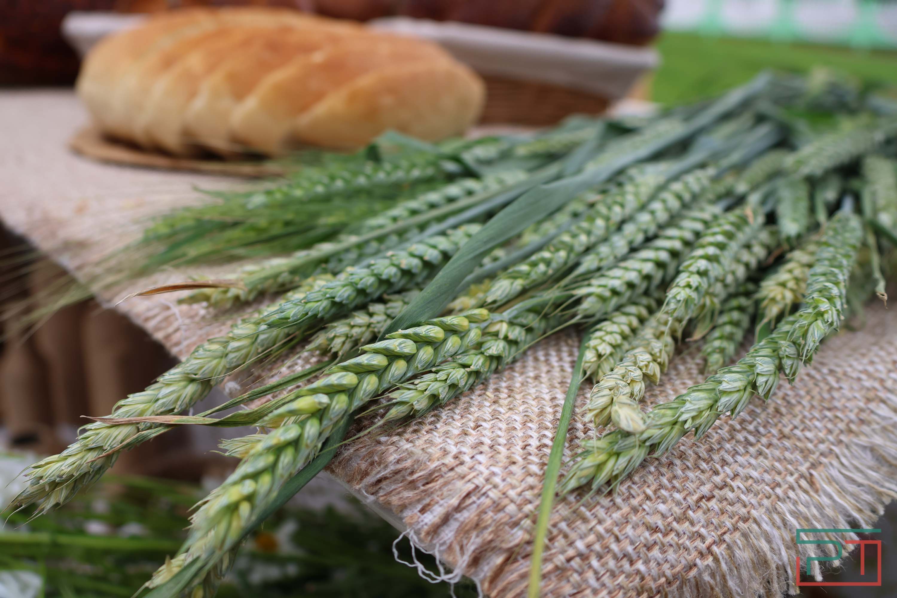 Праздник мордовской культуры «Валда Шинясь»