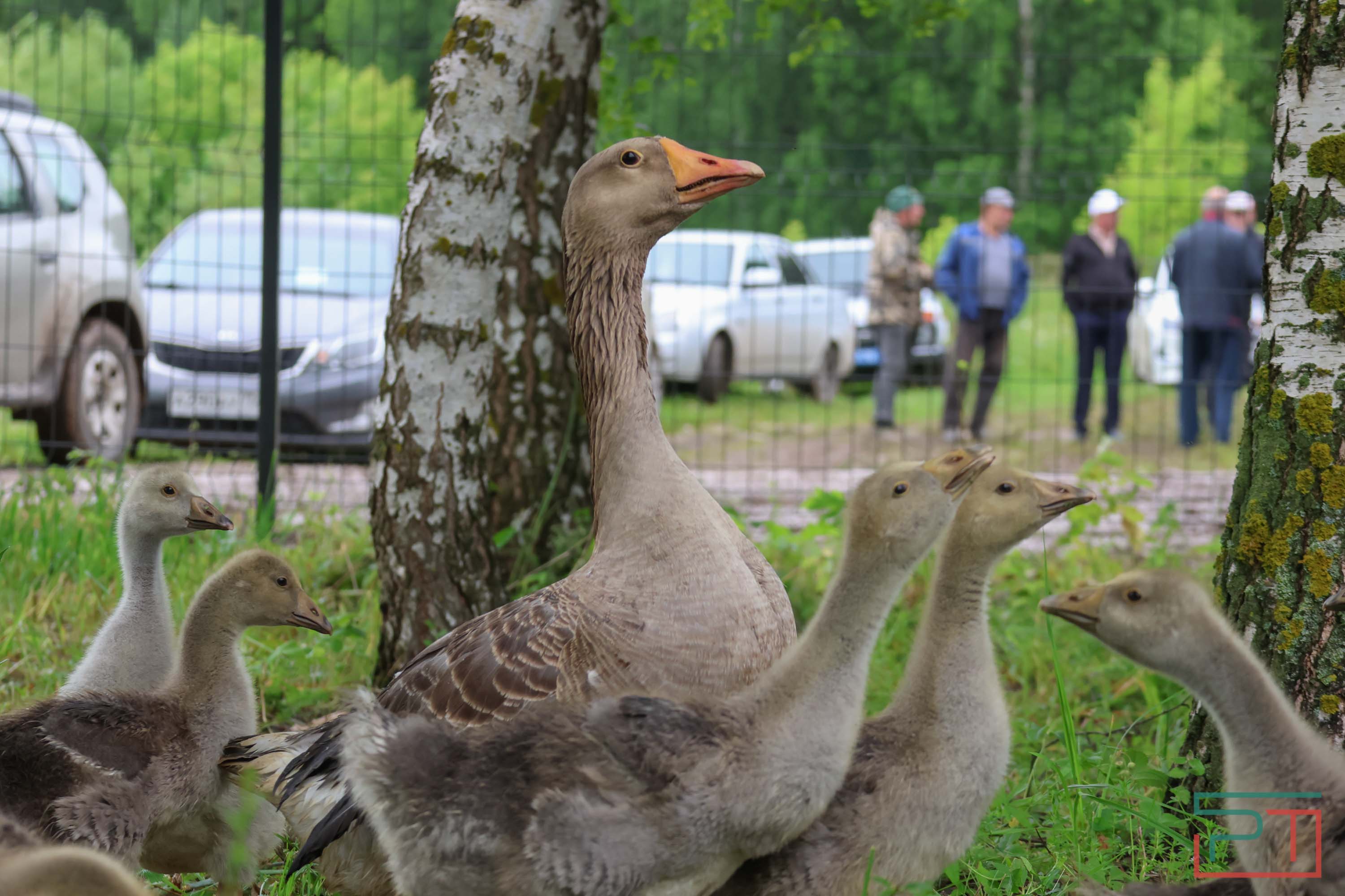Удмуртский праздник «Гырон быдтон»