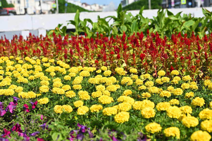 Улицы Казани украсили более 1 тыс. цветочных кашпо