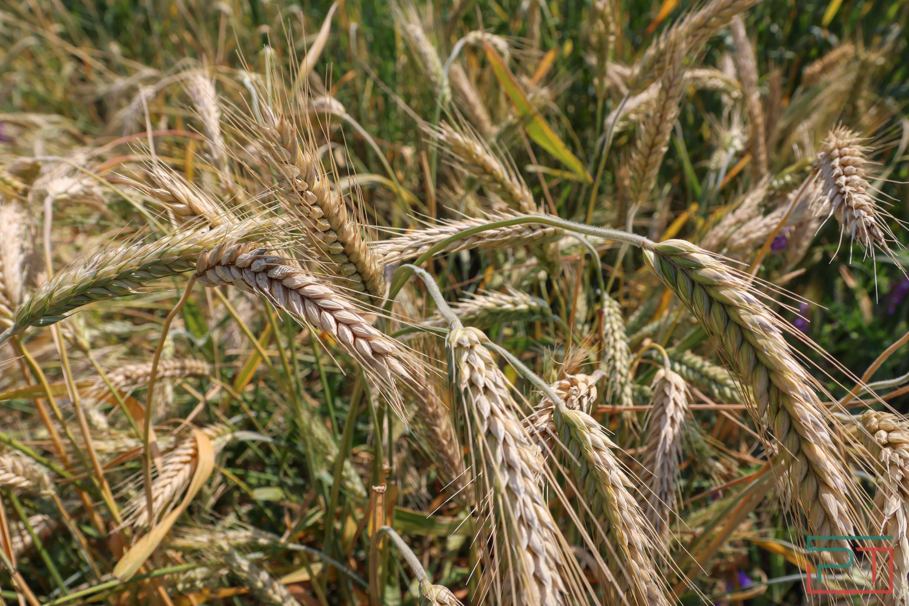 «Агроволга-2025» в Казани: и машины подарили, и интернет в селах запустили