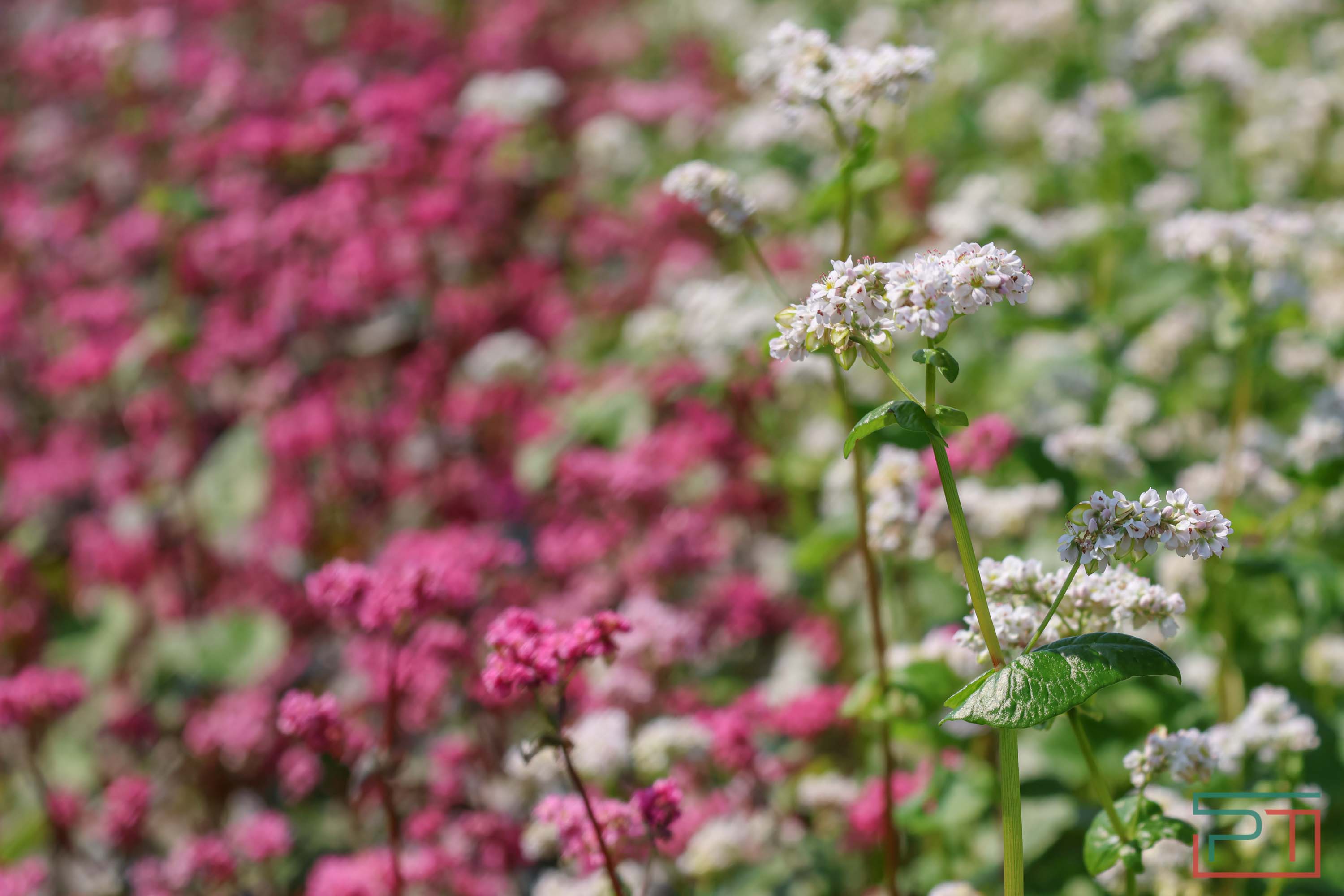 «Агроволга-2025» в Казани: и машины подарили, и интернет в селах запустили