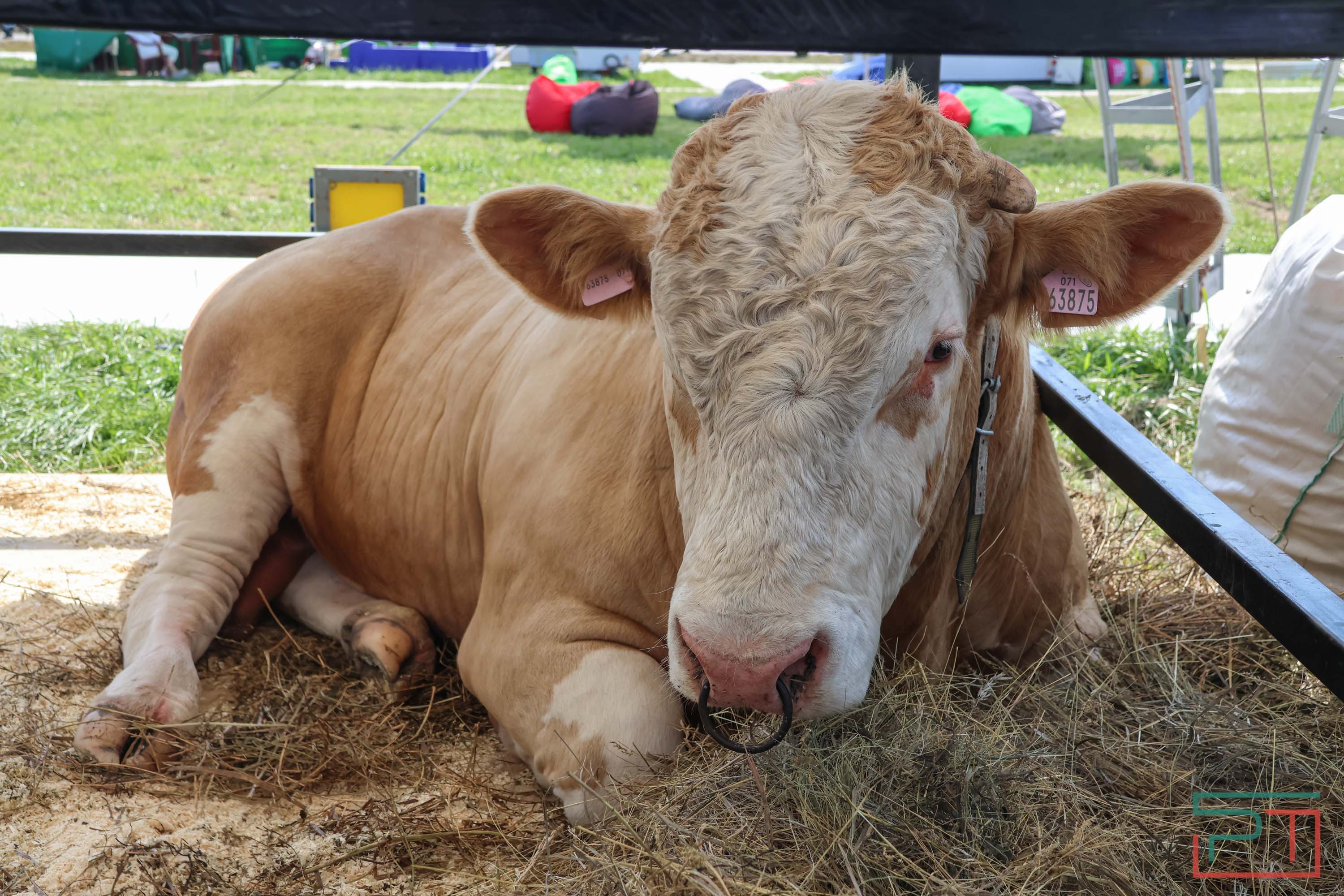«Агроволга-2025» в Казани: и машины подарили, и интернет в селах запустили