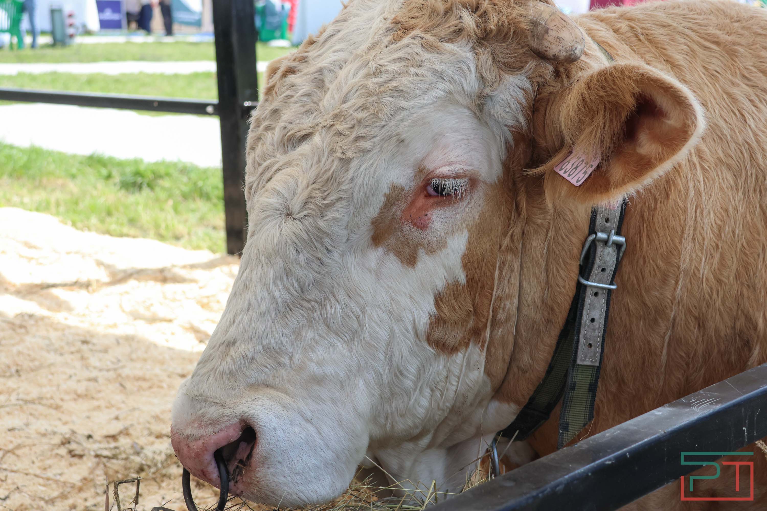 «Агроволга-2025» в Казани: и машины подарили, и интернет в селах запустили