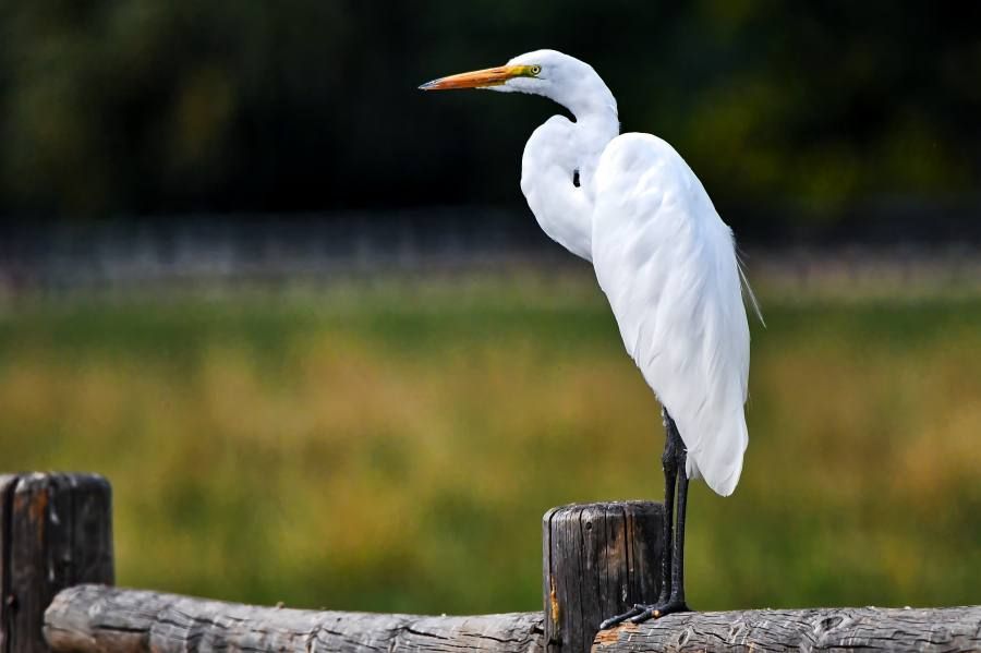 Новый заказник появился на месте гнездования большой белой цапли в Нижнекамском районе