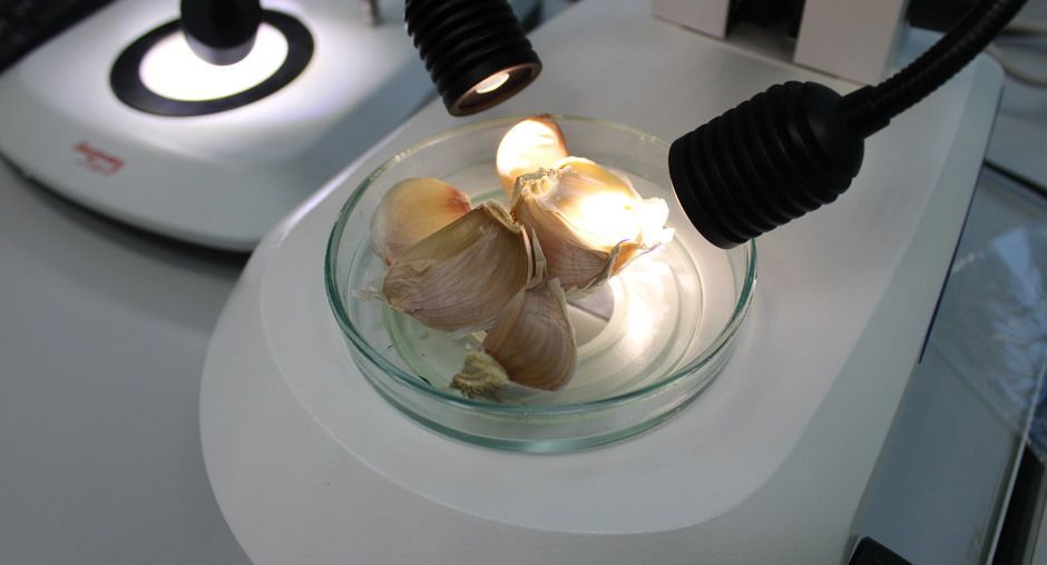 В Татарстане в партии свежего чеснока из Китая нашли вредителя — томатный трипс