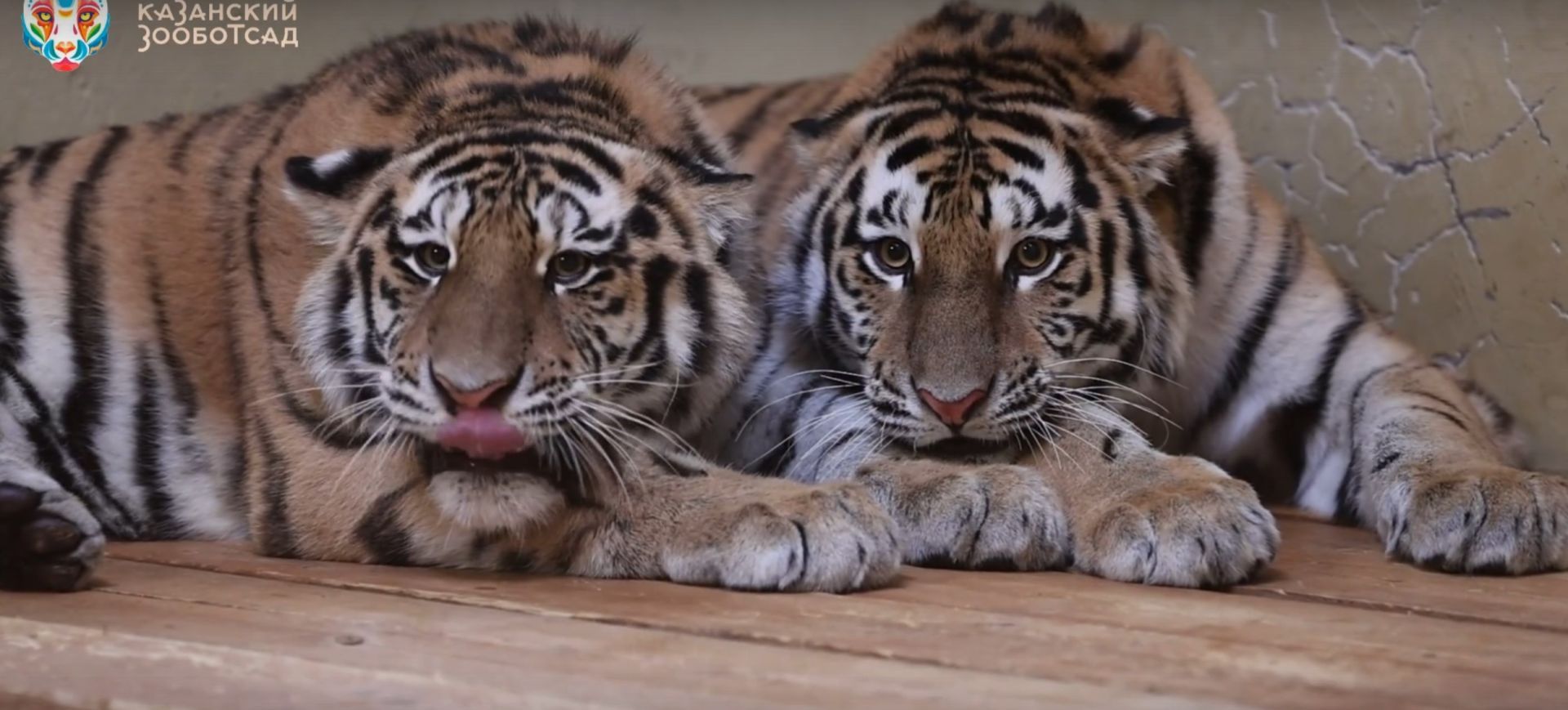 В Казанском зоопарке получили имена амурские тигры, спасенные в Хабаровском крае